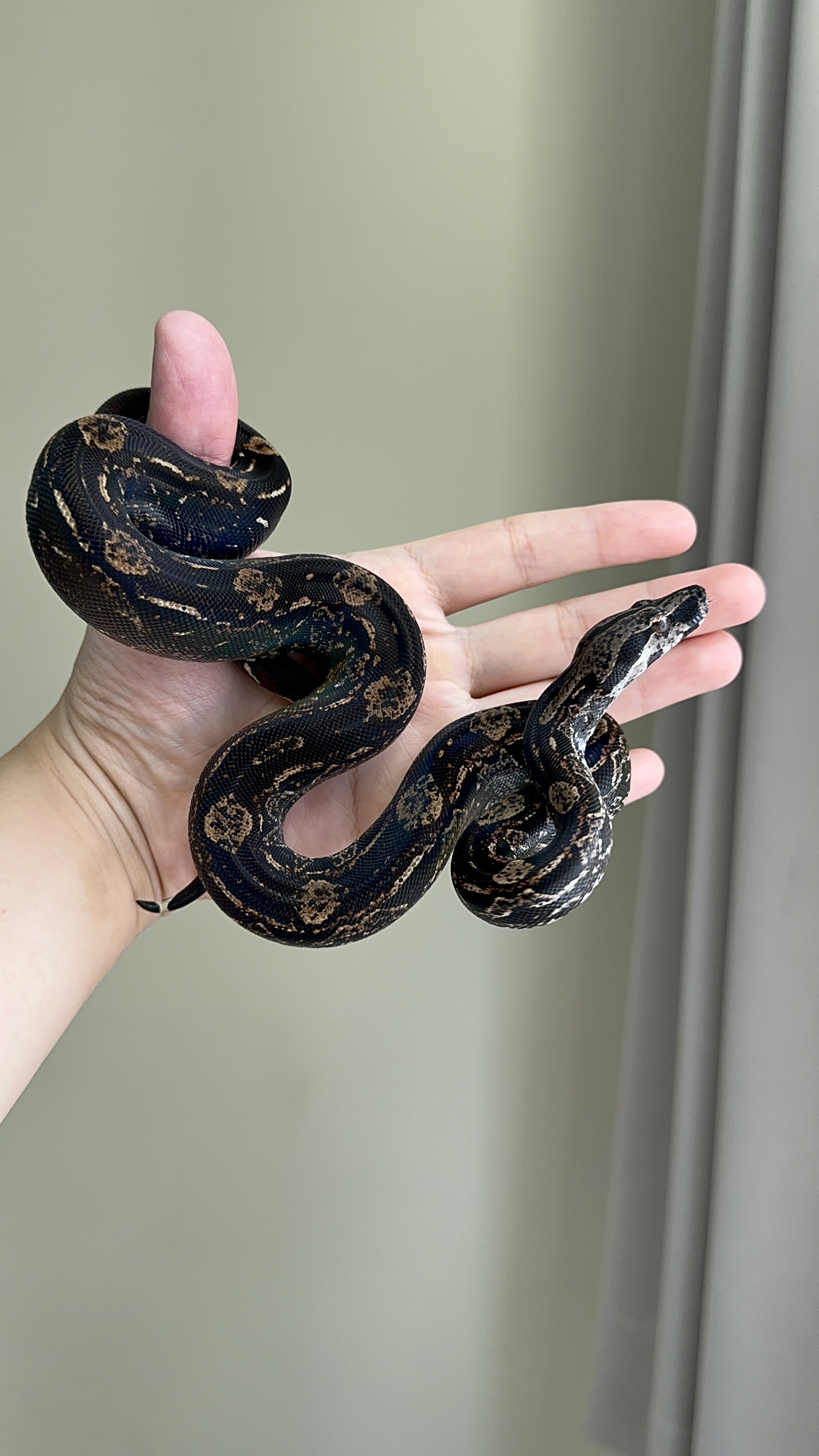 2024 ♂ IMG het Sharp