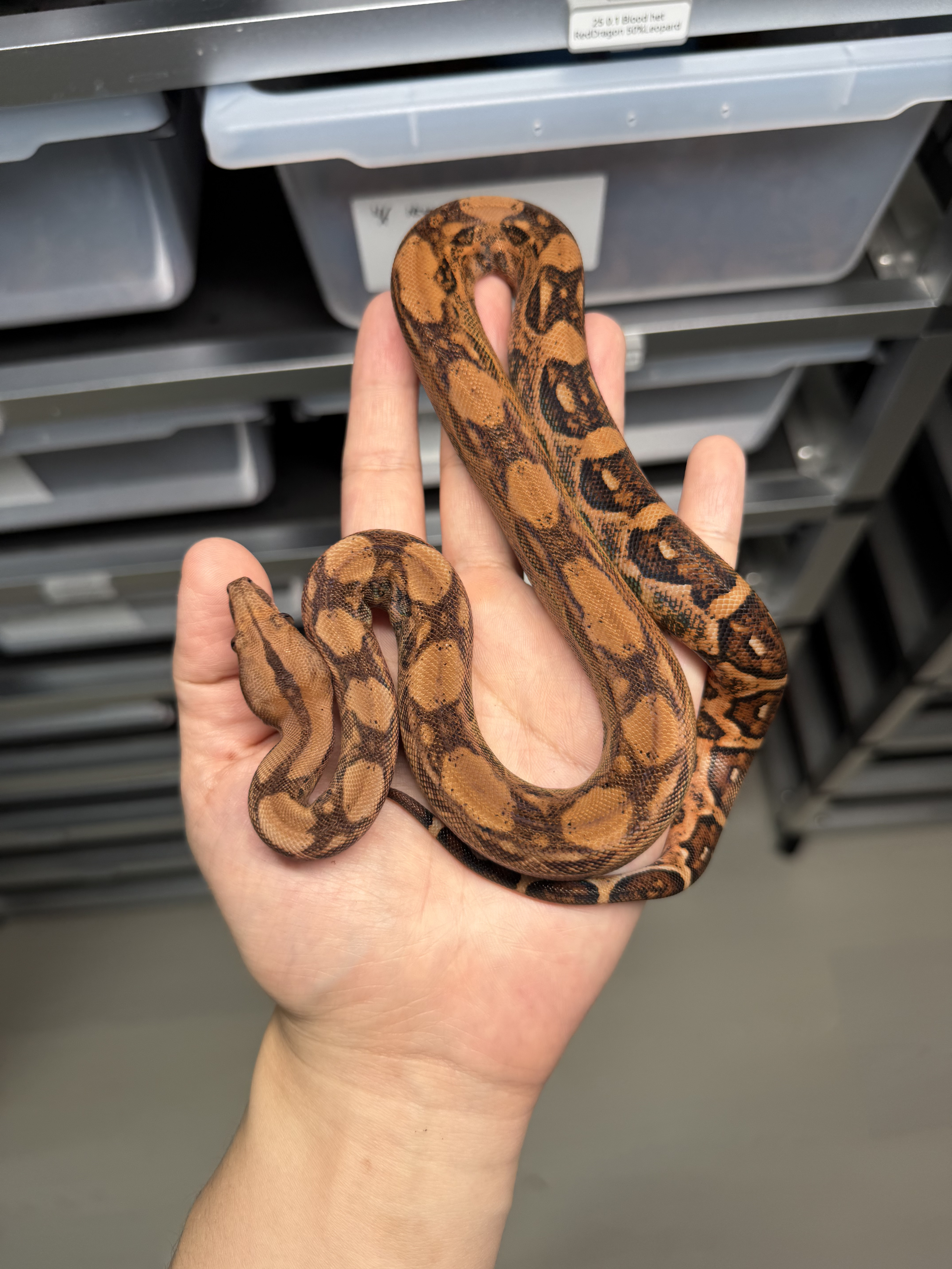 2025 ♀ Blood het RedDragon 50%Leopard 