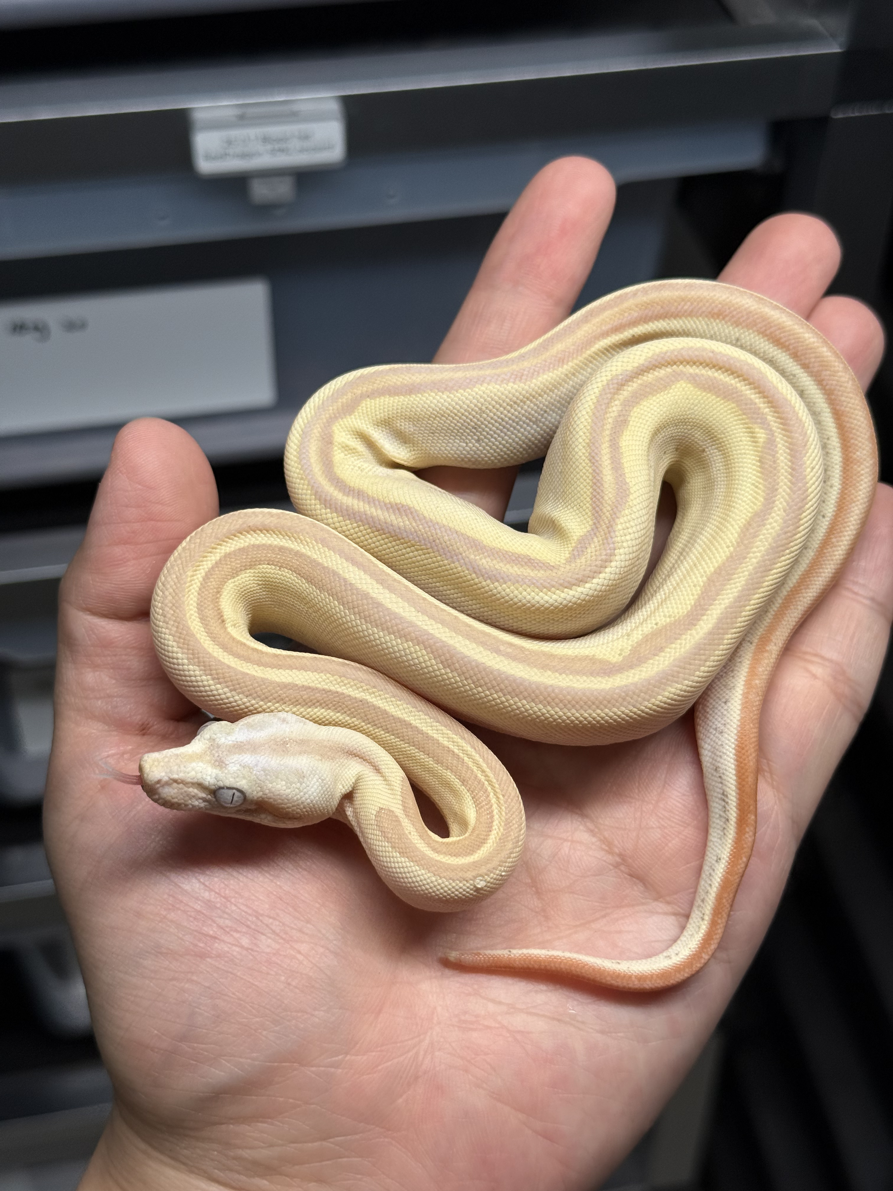 2025 ♂ VPI Sunglow Labyrinth Motley het50% Anery