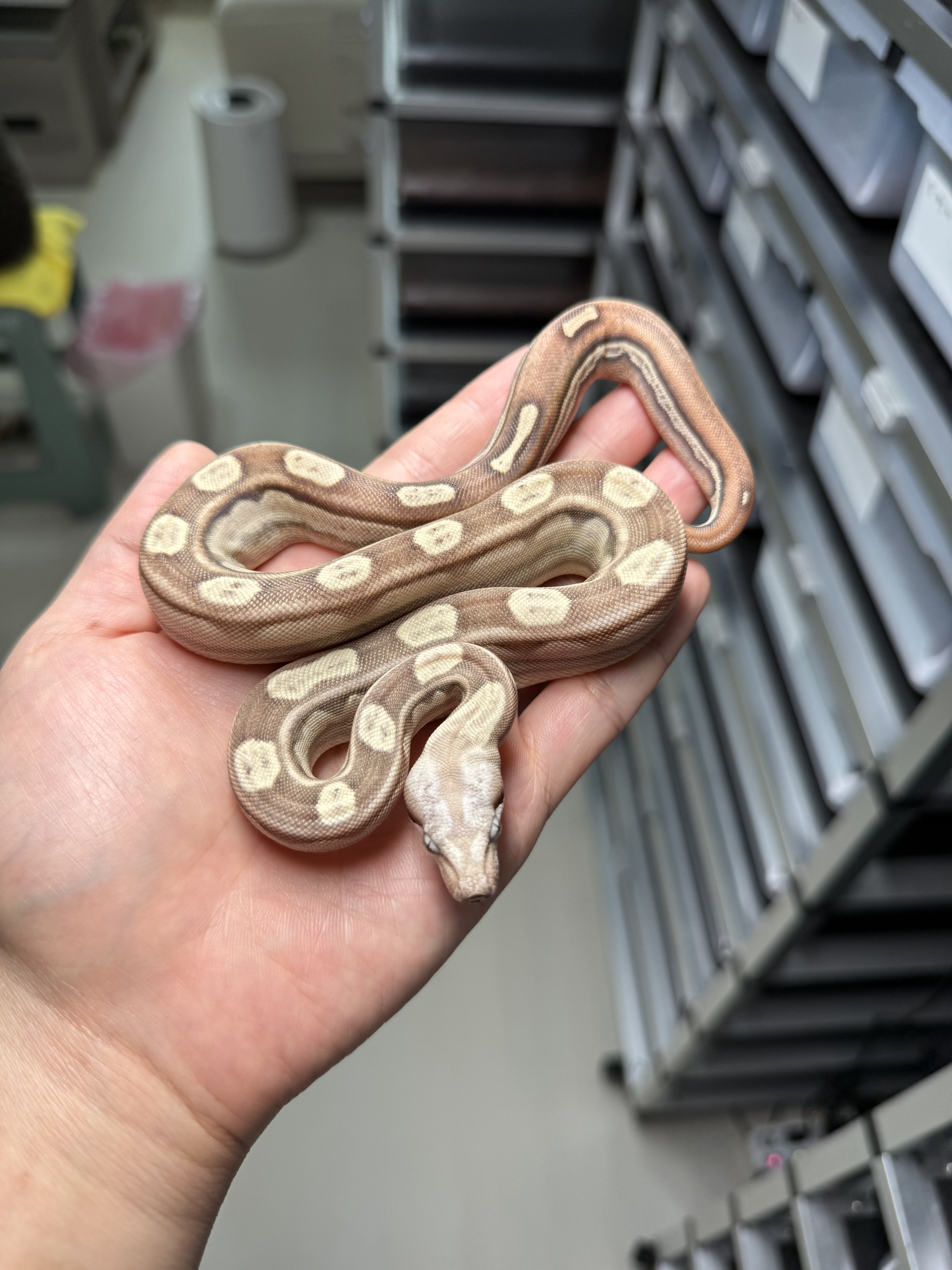 2025 ♂ VPI Motley het 50%Anery