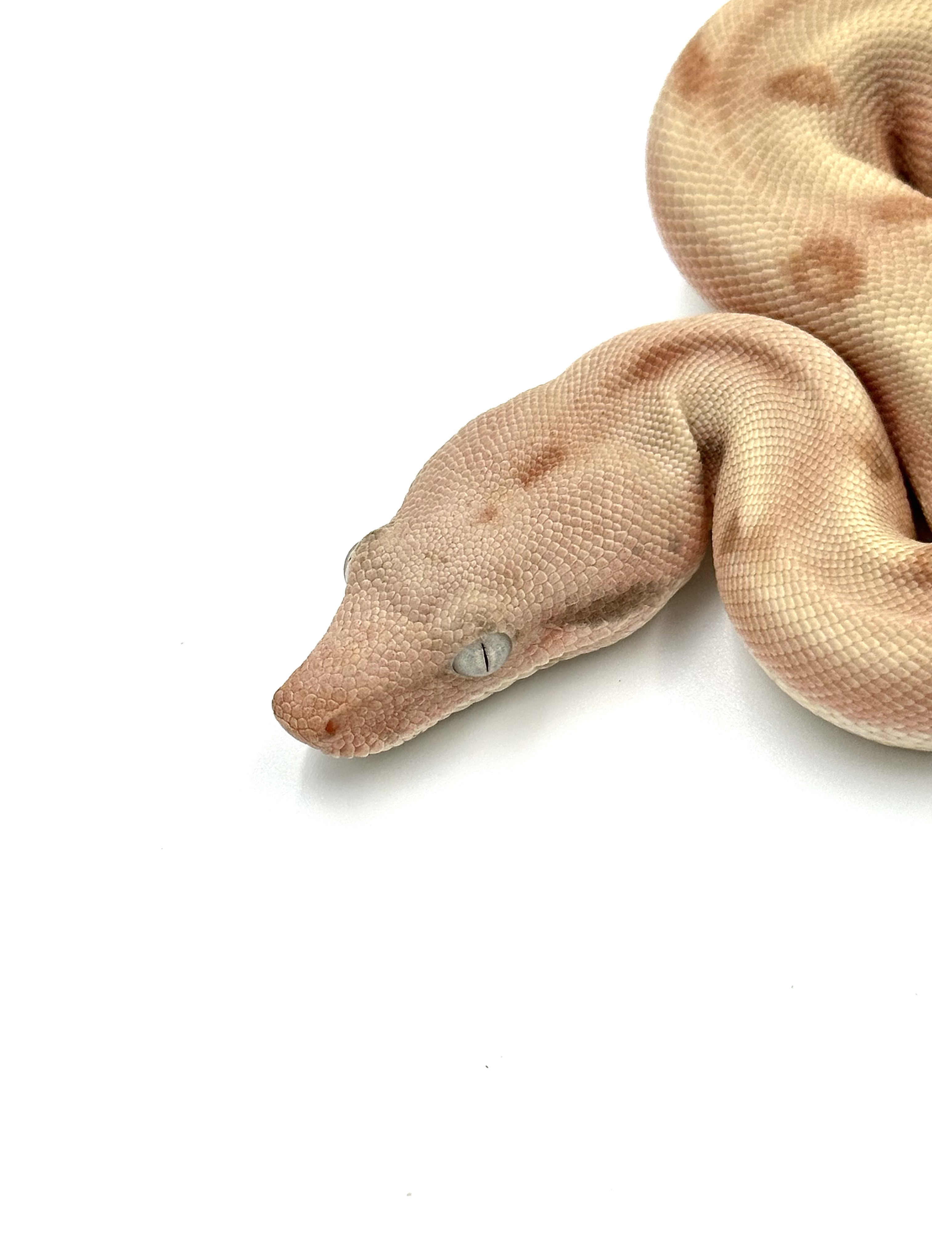 2025 ♀ Super Hypo Fire Labyrinth het VPI