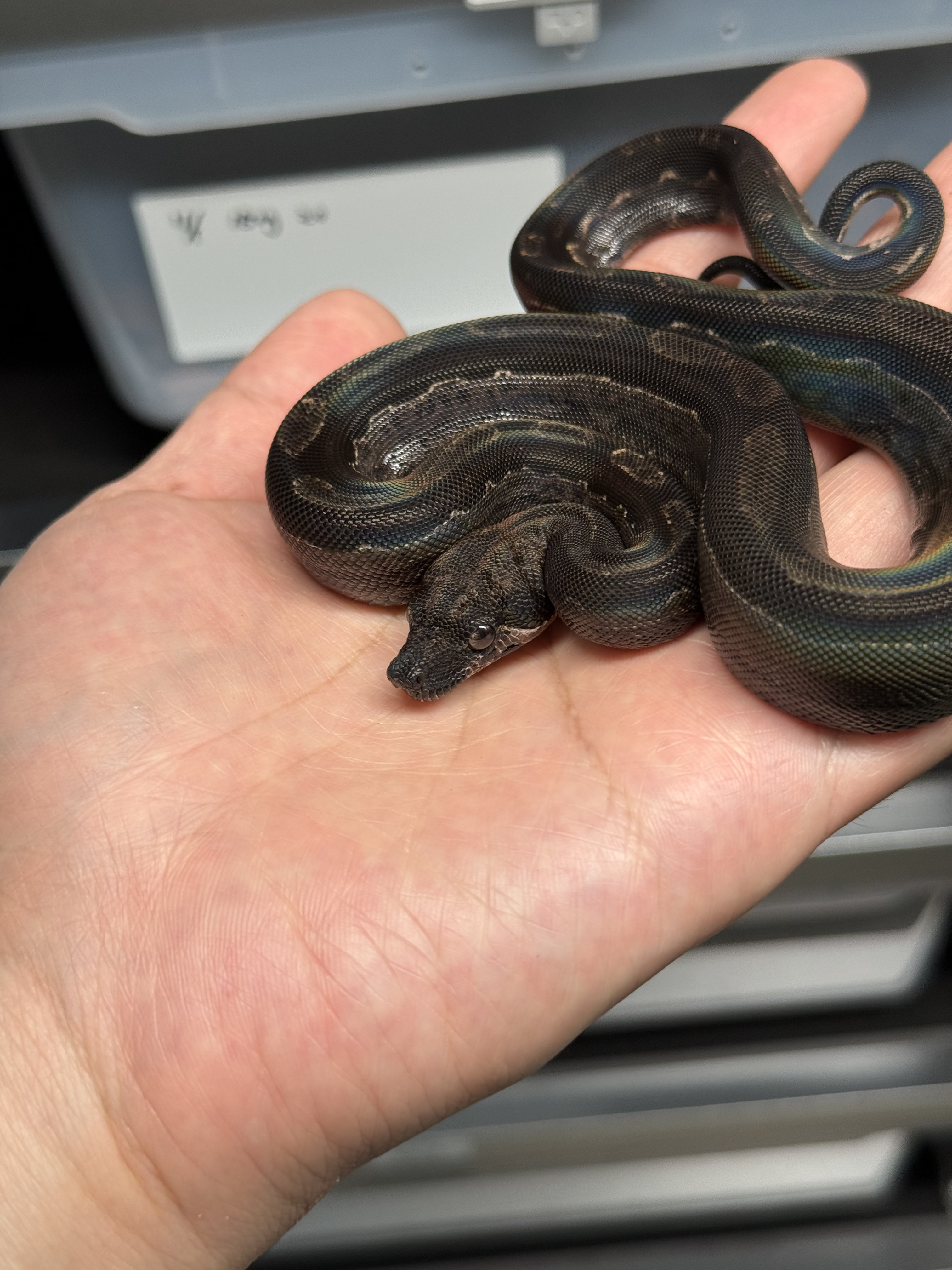 2025 ♂ IMG Motley DH Leopard CA