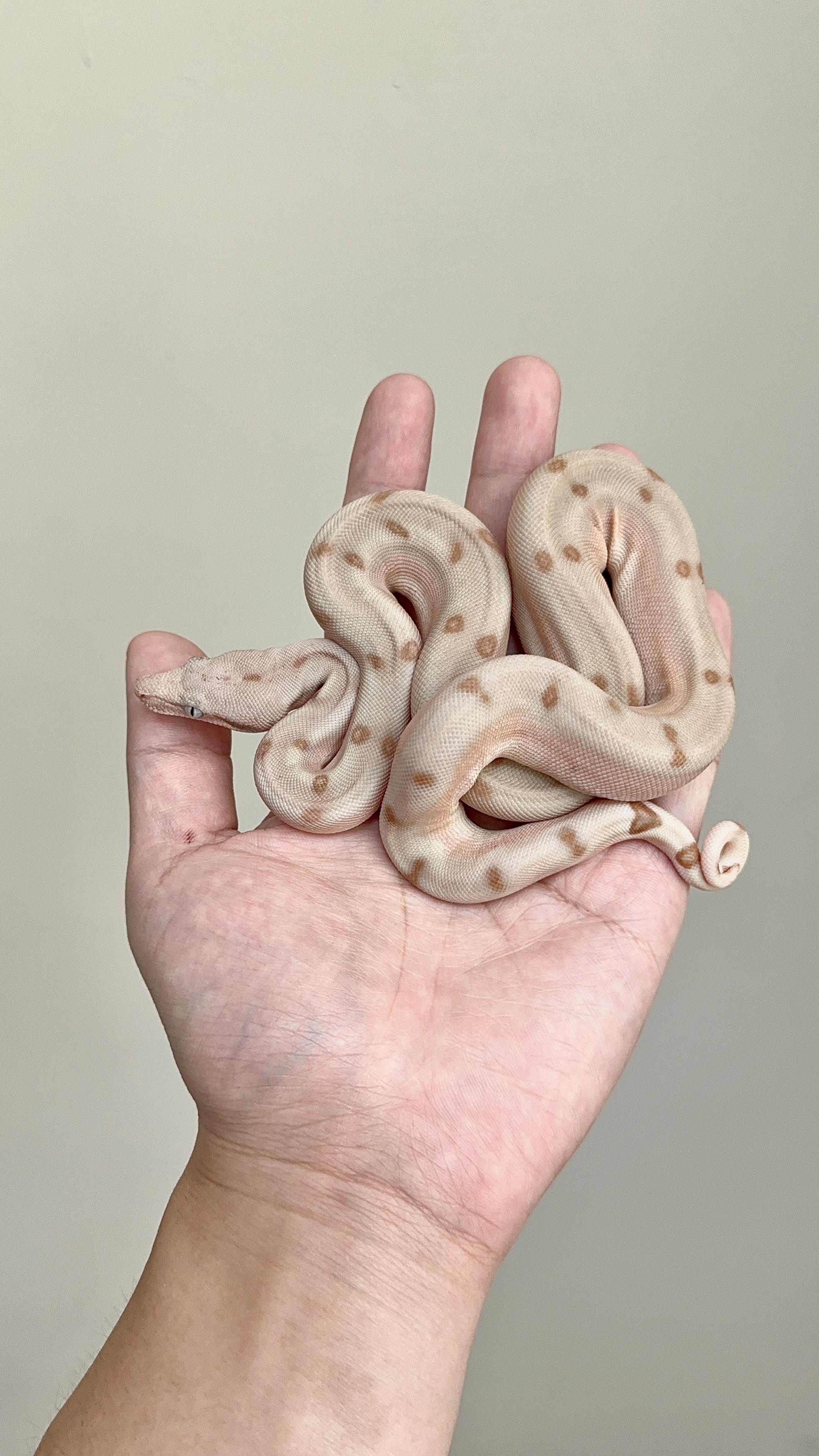 2025 ♀ Super Hypo Fire Labyrinth het VPI