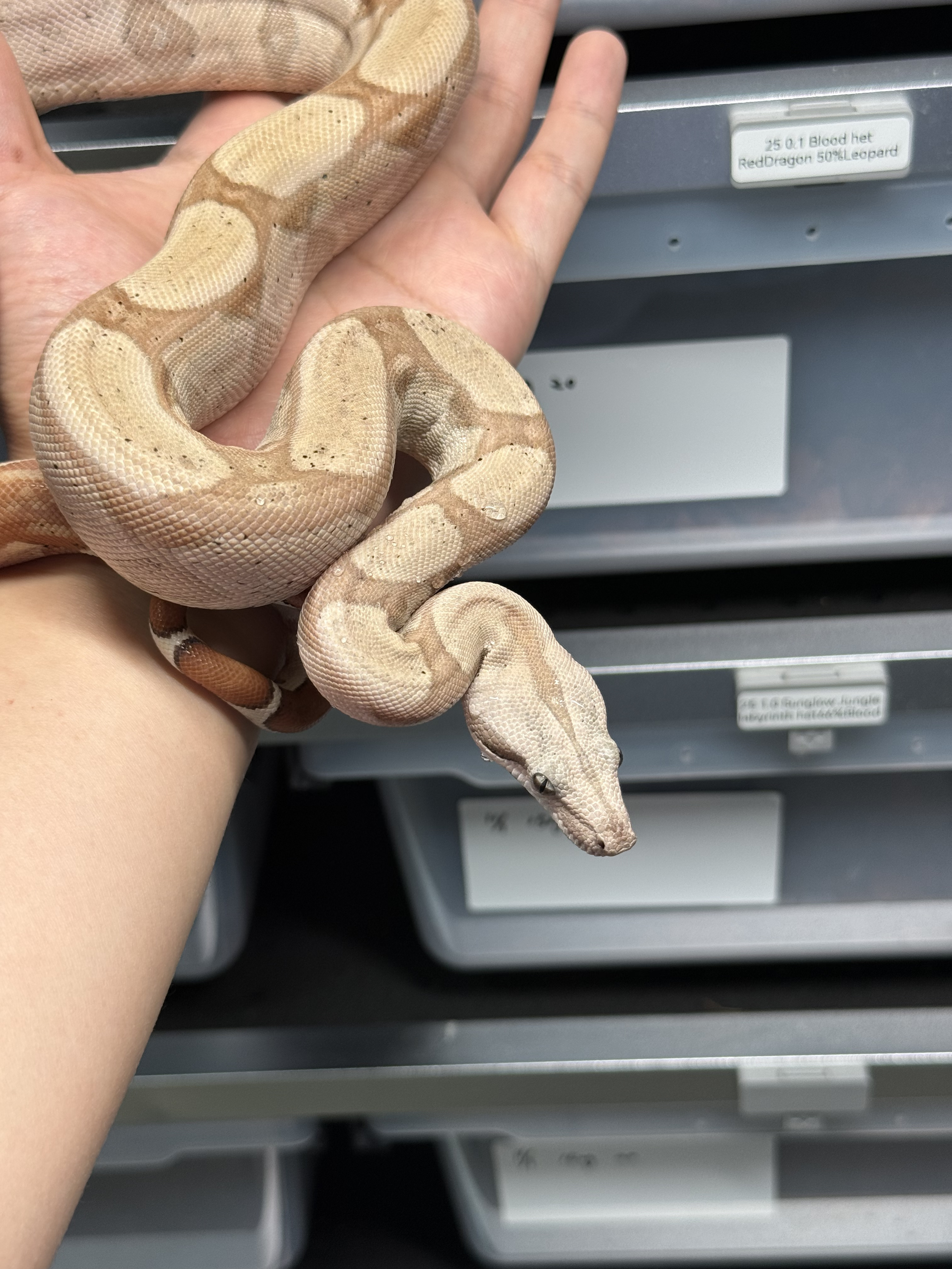 2025 ♂ Hypo Keywest DH VPI SNOW