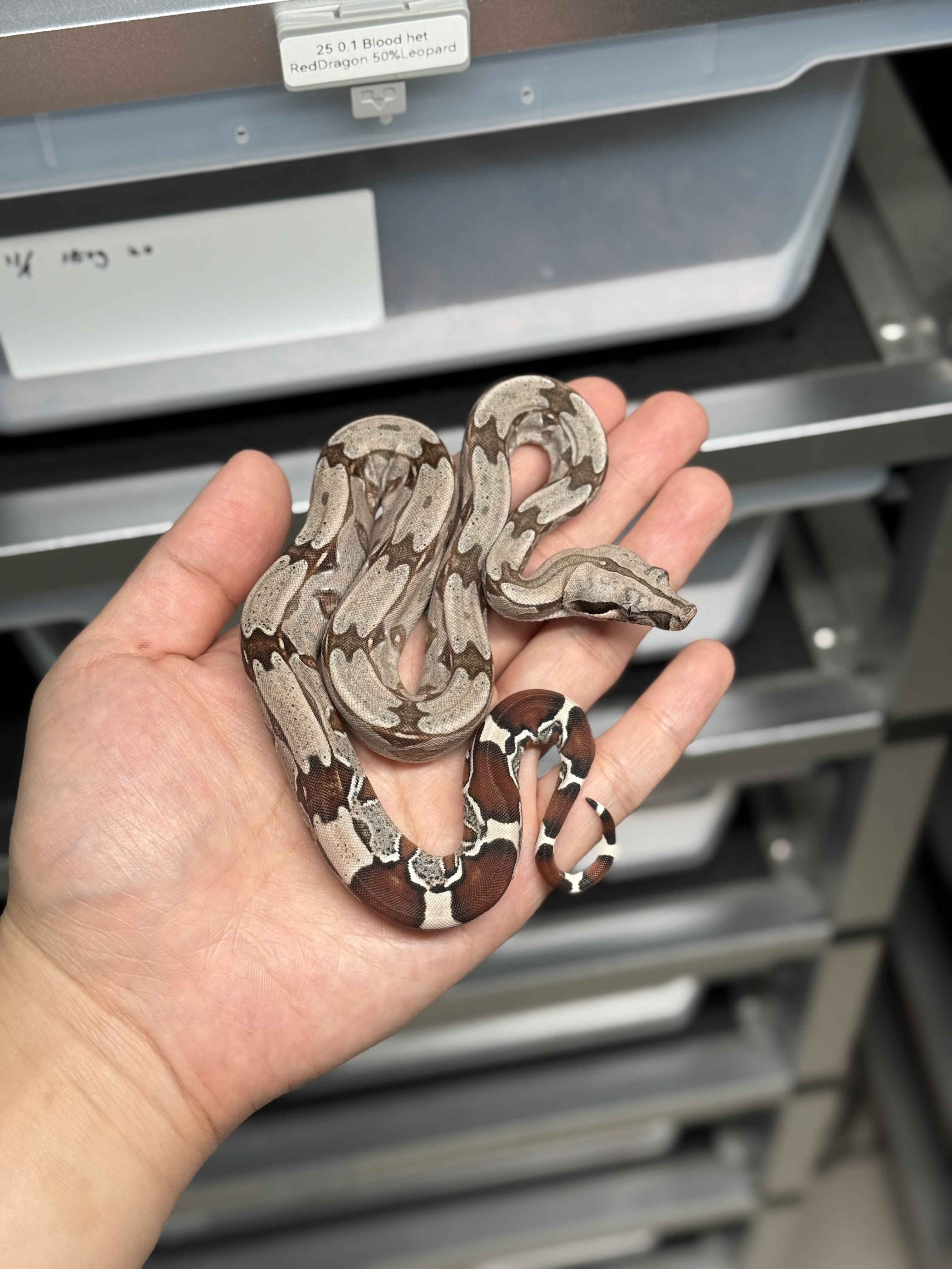 2025 ♀ BCC Suriname