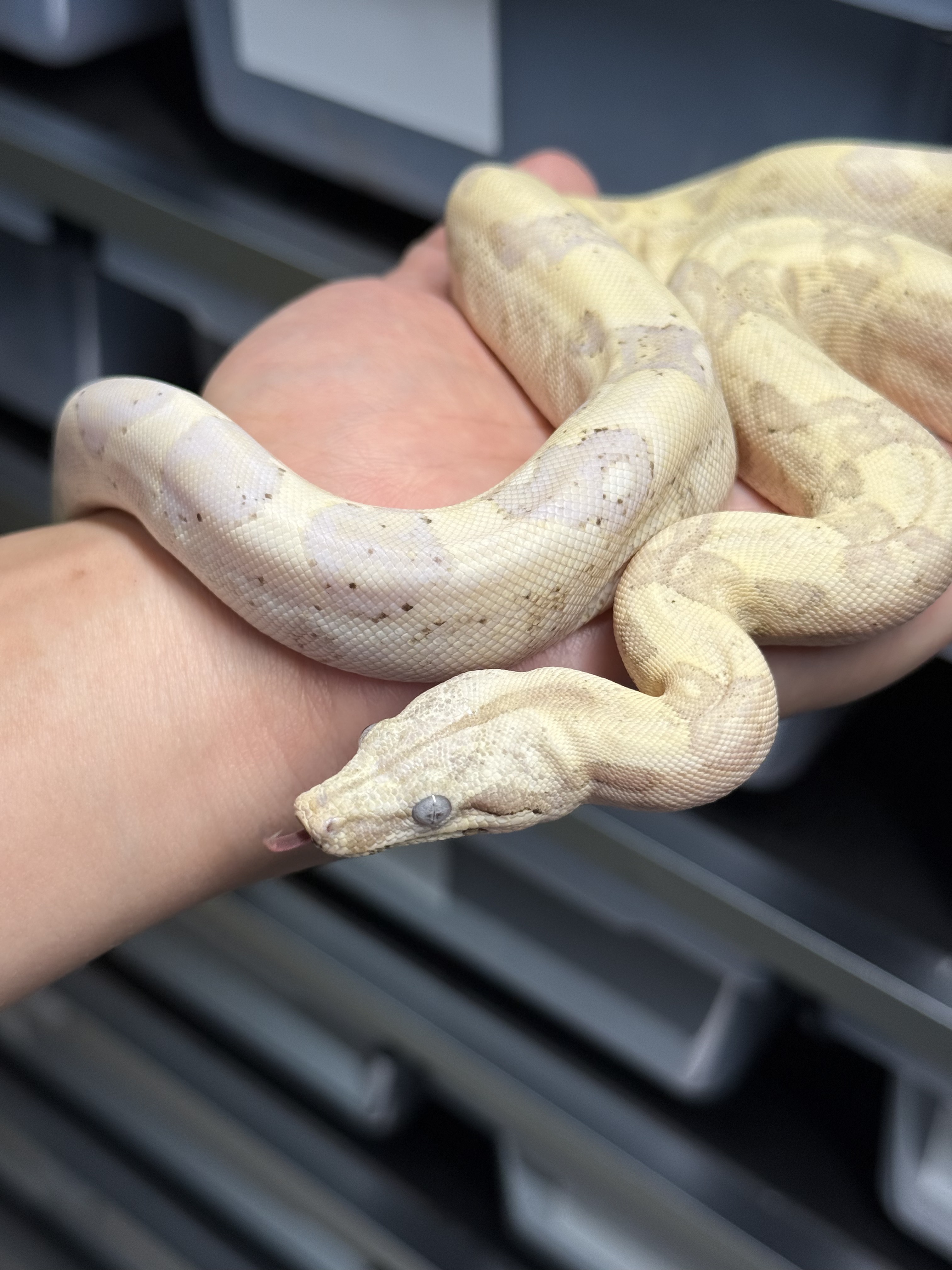 2025 ♂ VPI Snowglow