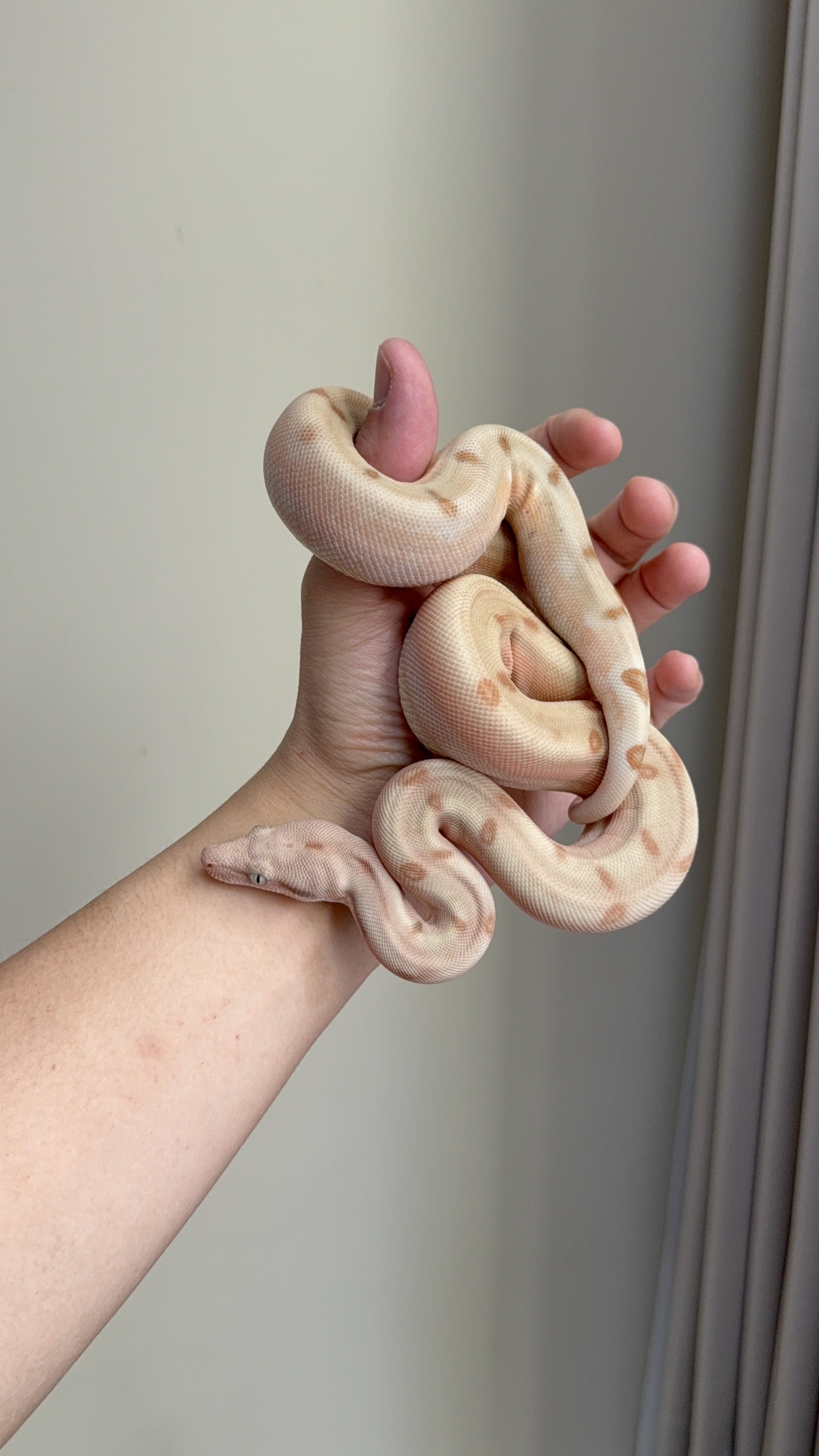 2025 ♀ Super Hypo Fire Labyrinth het VPI