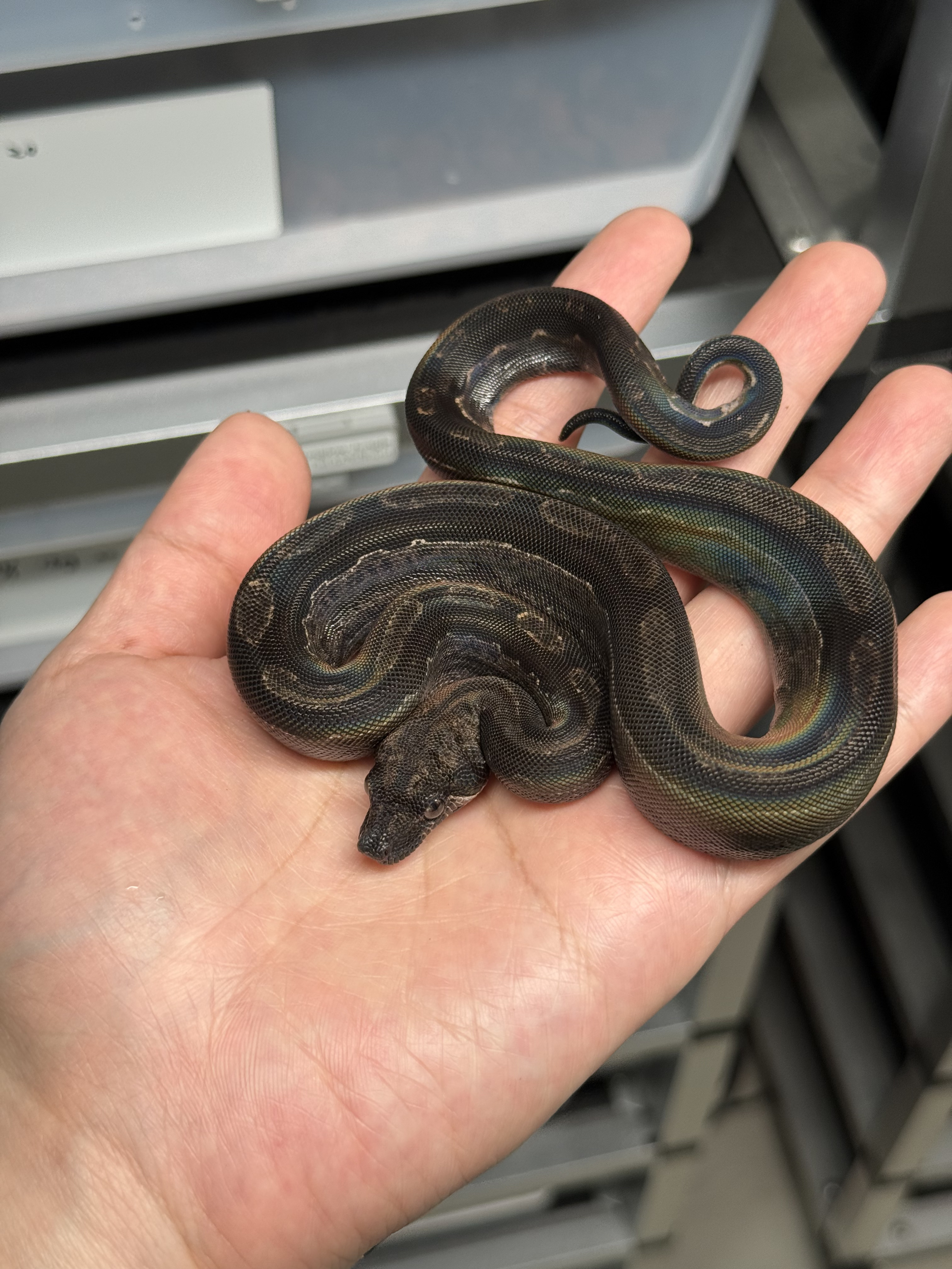 2025 ♂ IMG Motley DH Leopard CA