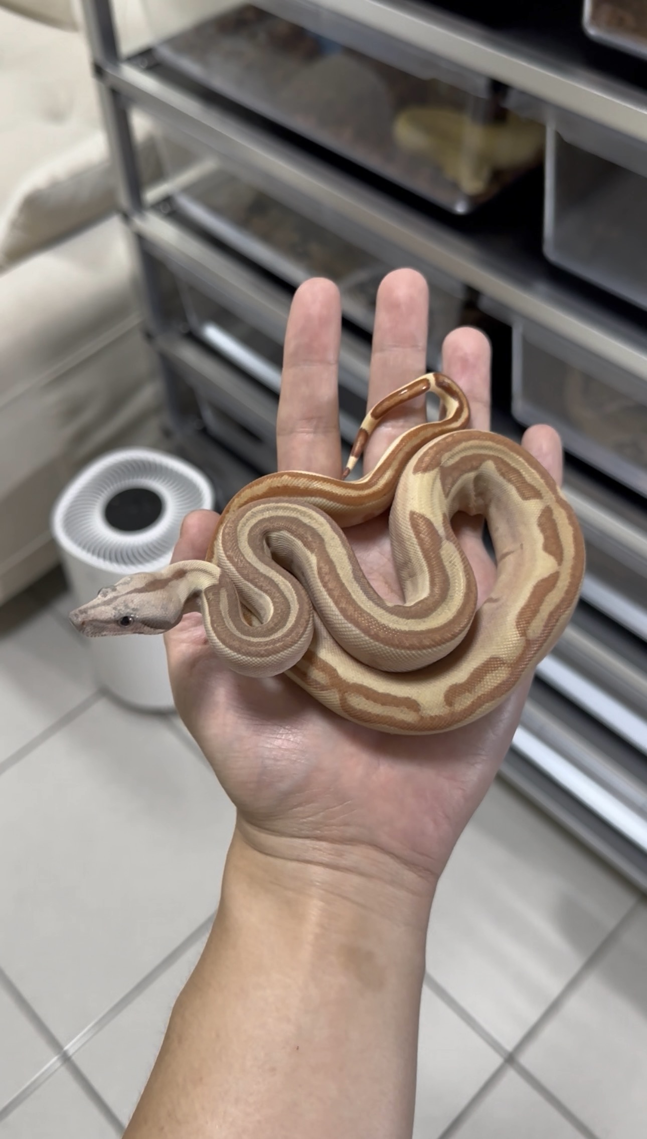 2025 ♀ Hypo Labyrinth het Blood 66% VPI