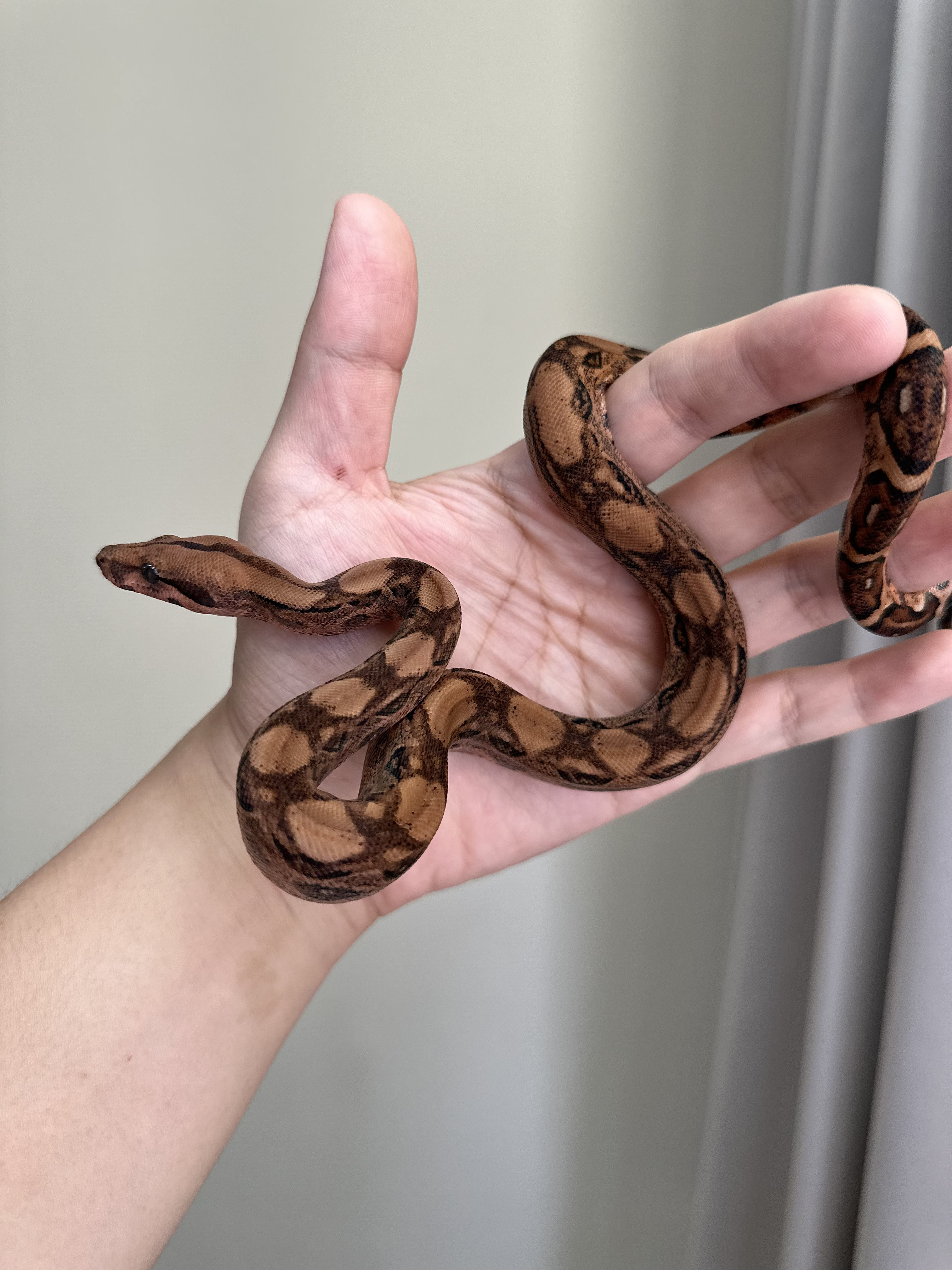 2025 ♀ Blood het RedDragon 50%Leopard 