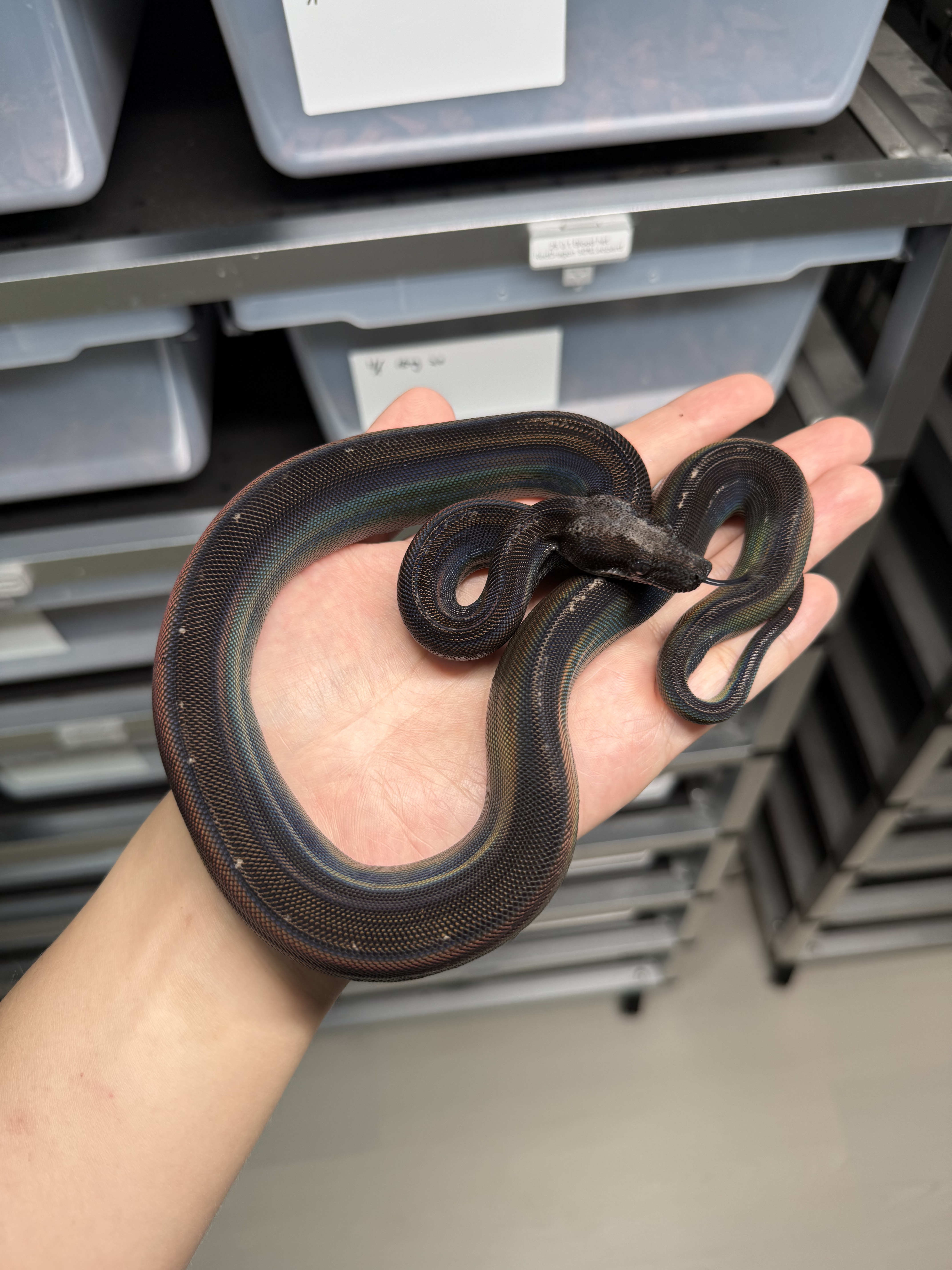 2025 ♂ IMG Motley het Leopard