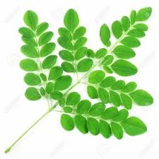 Fresh Moringa Leaves