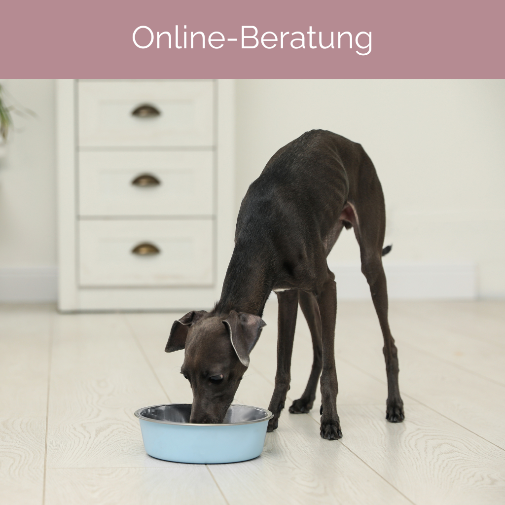 Personalisierte Ernährungsberatung