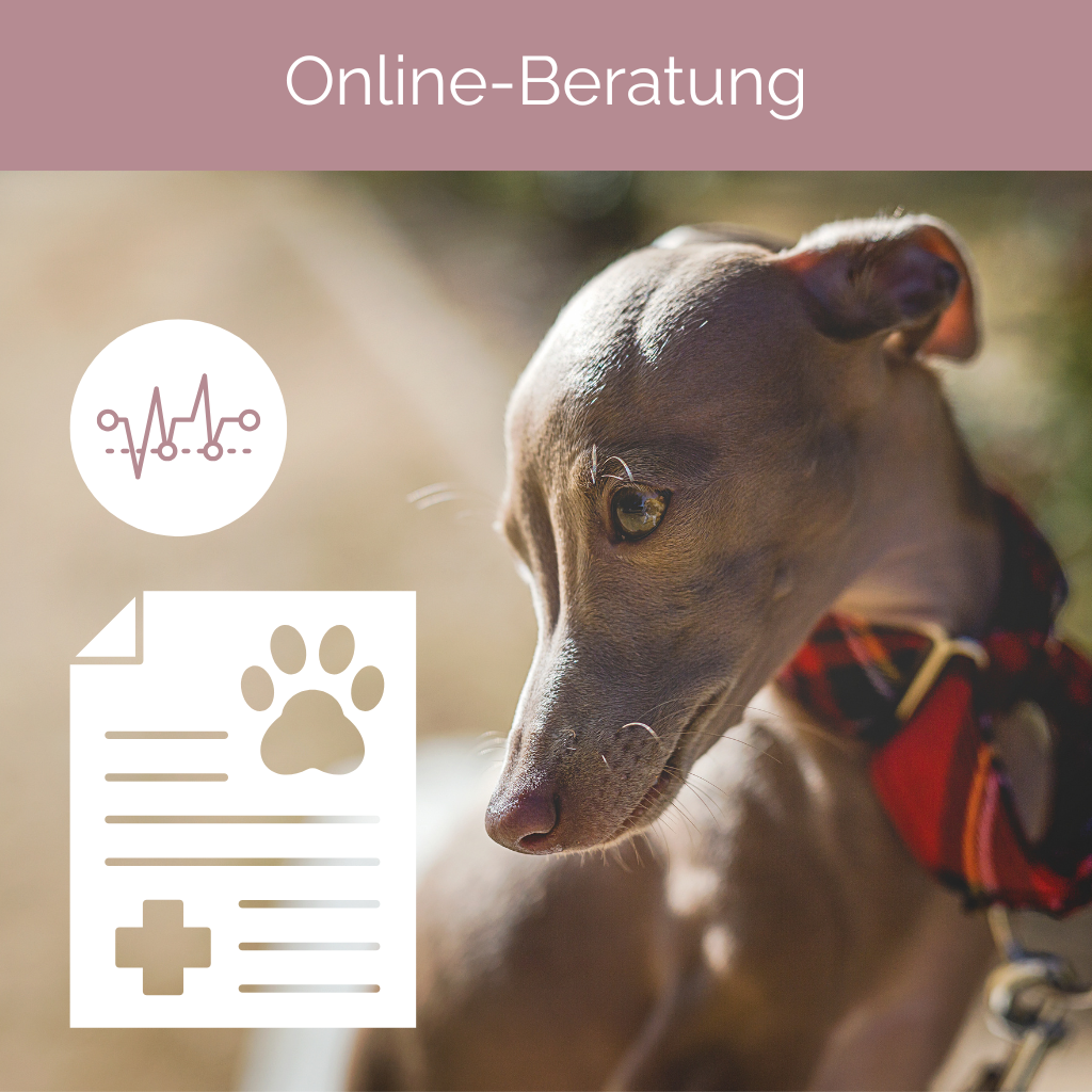 Online-Beratung Tiergesundheit