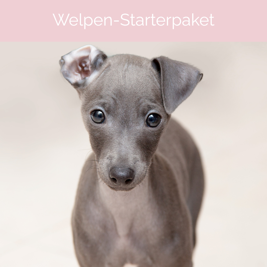 Welpen-Starterpaket