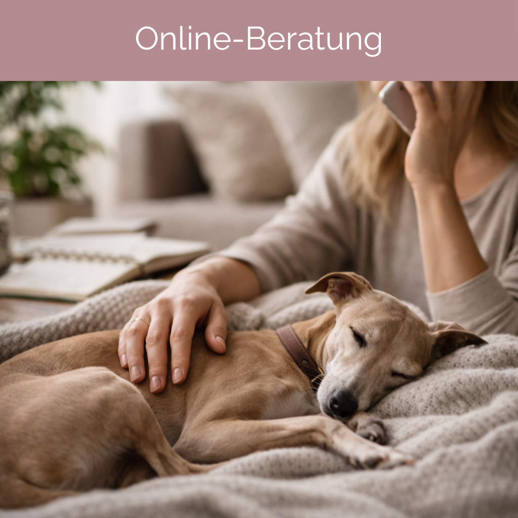 (Online-) Folgeberatung