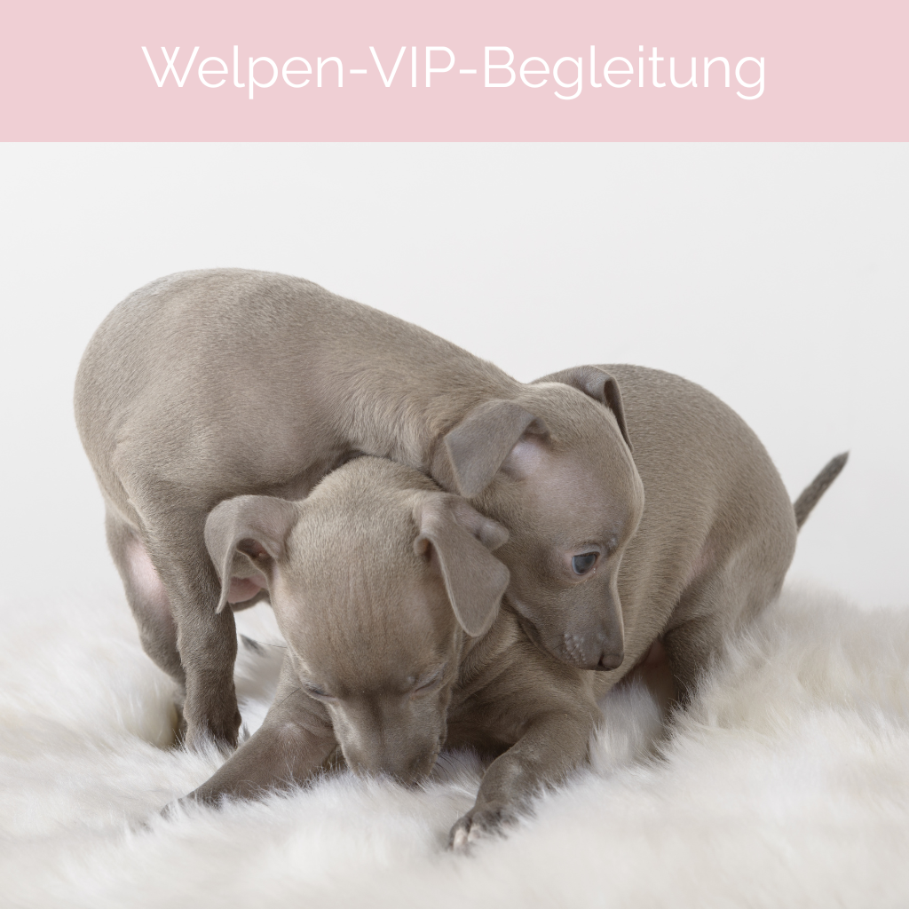 Welpen-VIP-Begleitung