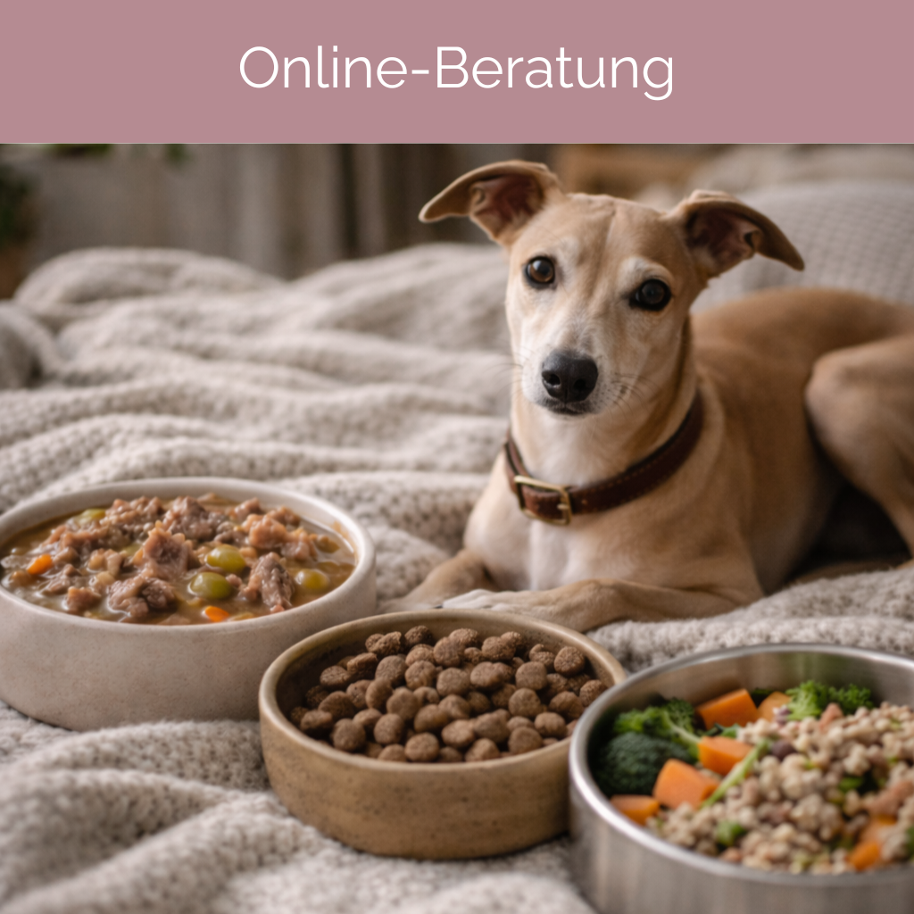 Personalisierte Ernährungsberatung