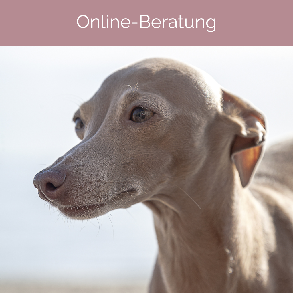 Online-Folgeberatung Tiergesundheit