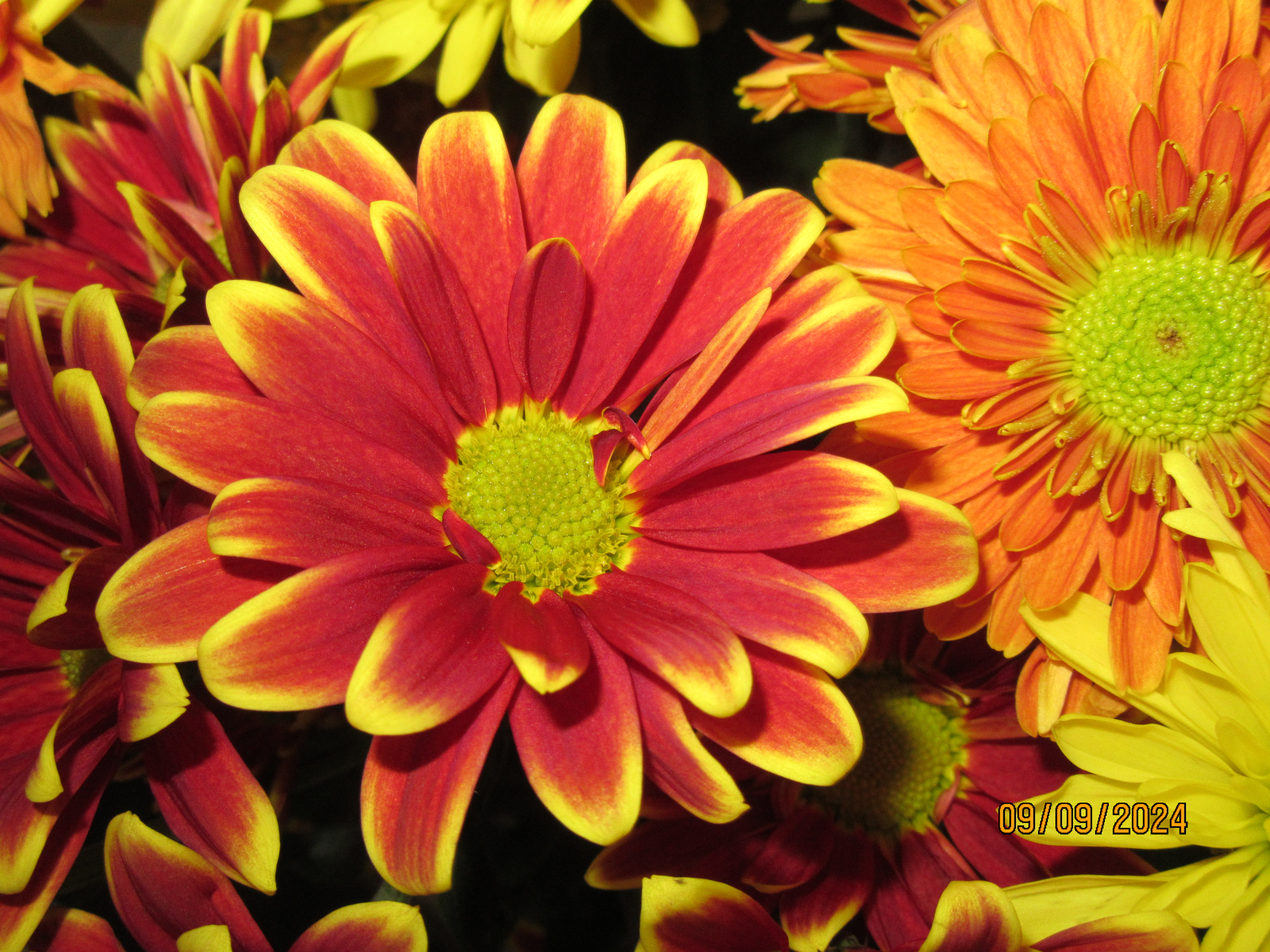 Colorful Chrysanthemum Greeting Holiday Card