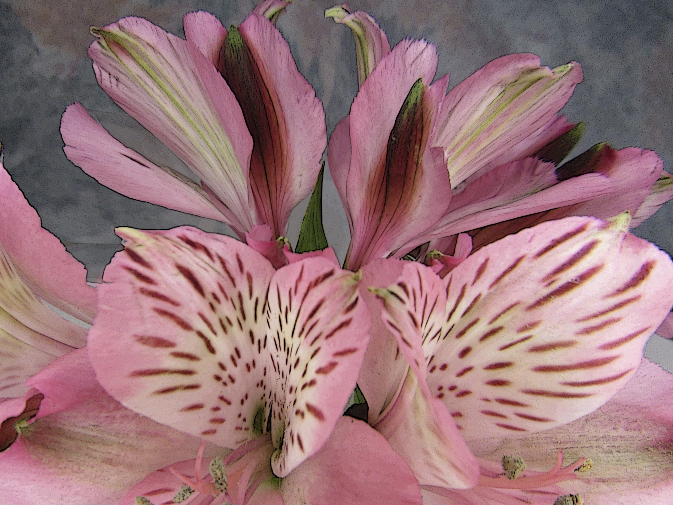 Pink Alstroemeria Floral Greeting Card