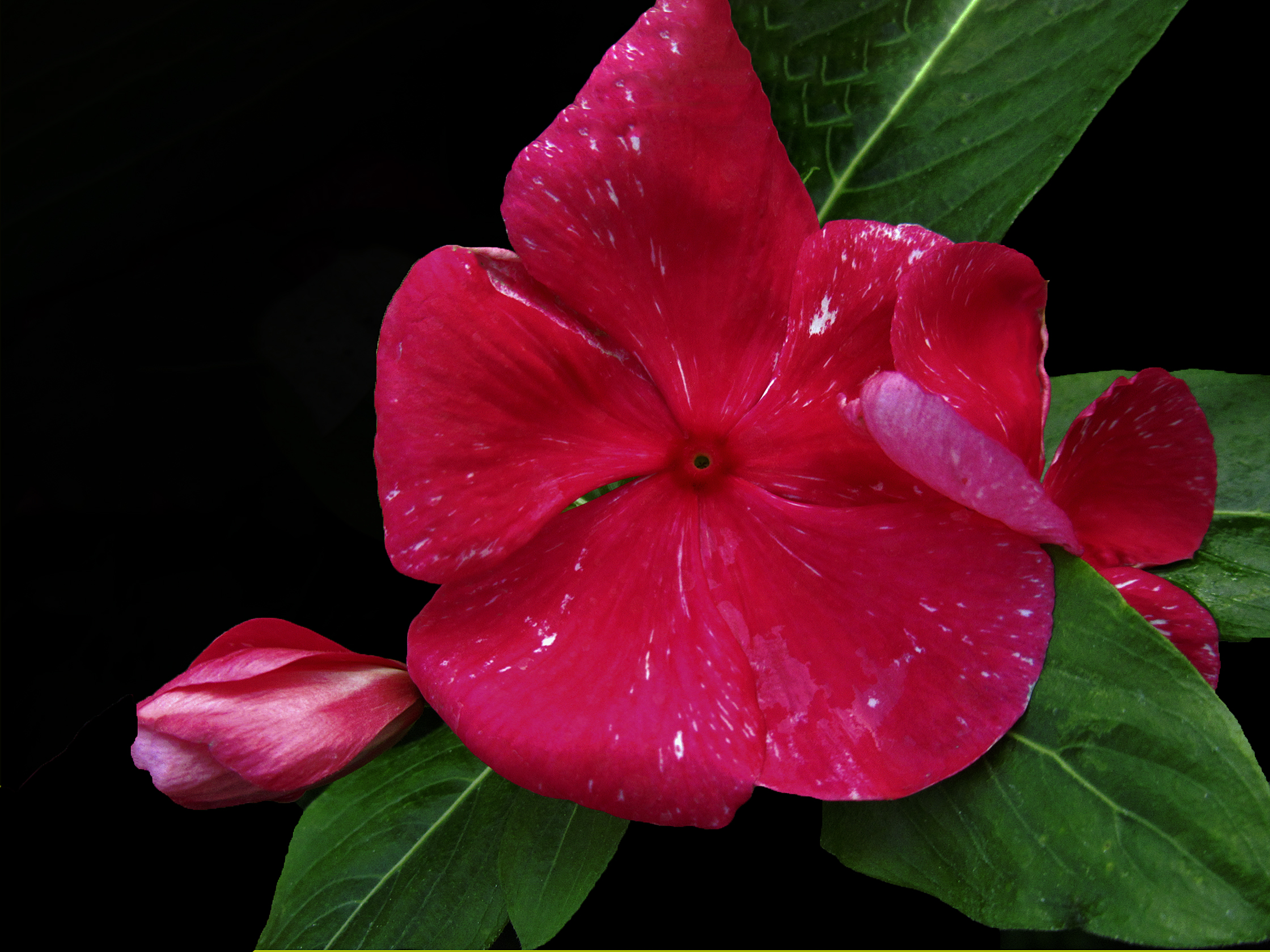 5 X 7 Red Vinca Holiday Greeting Card