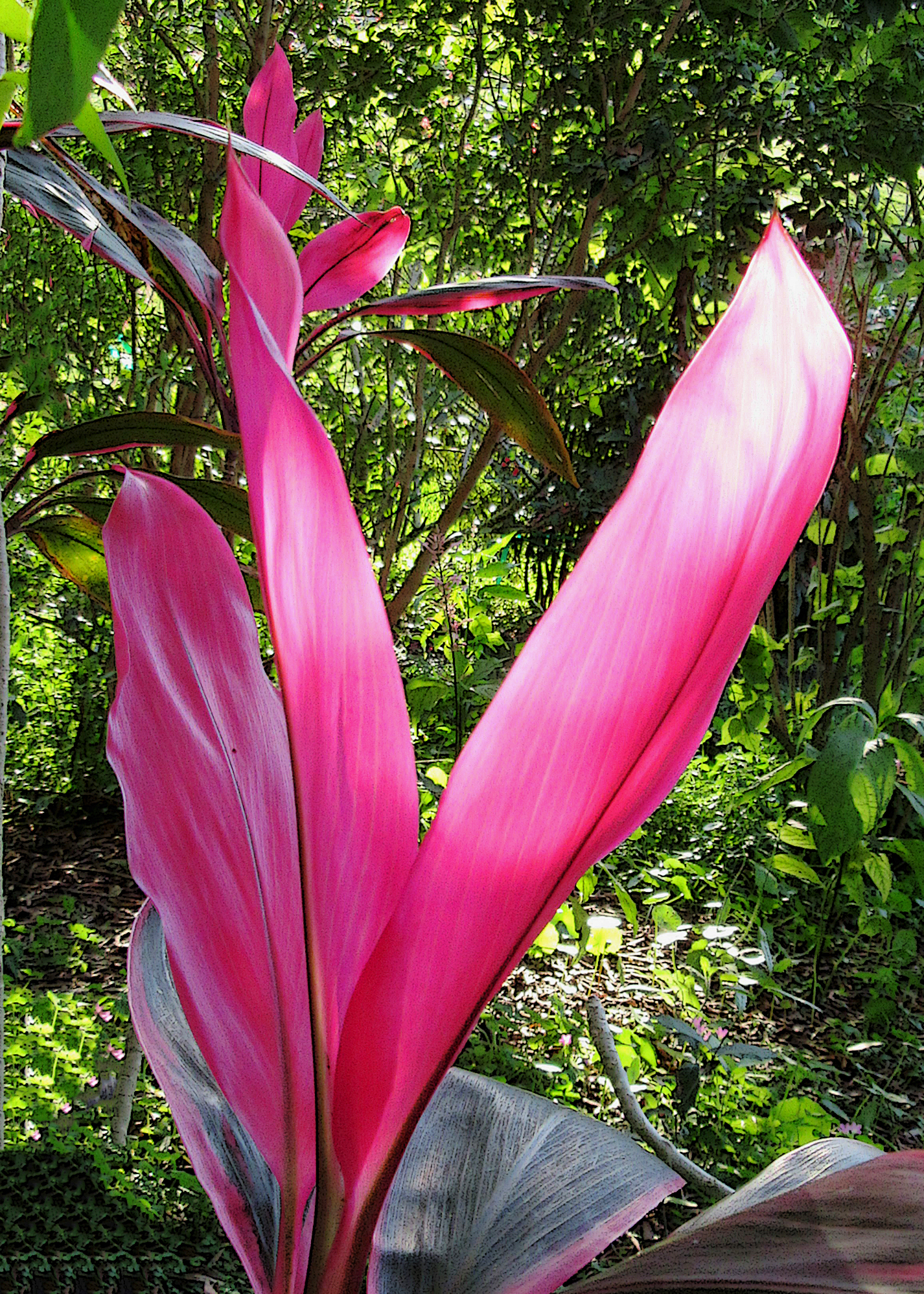 5 X 7 Pink Ti Plant Greeting Card