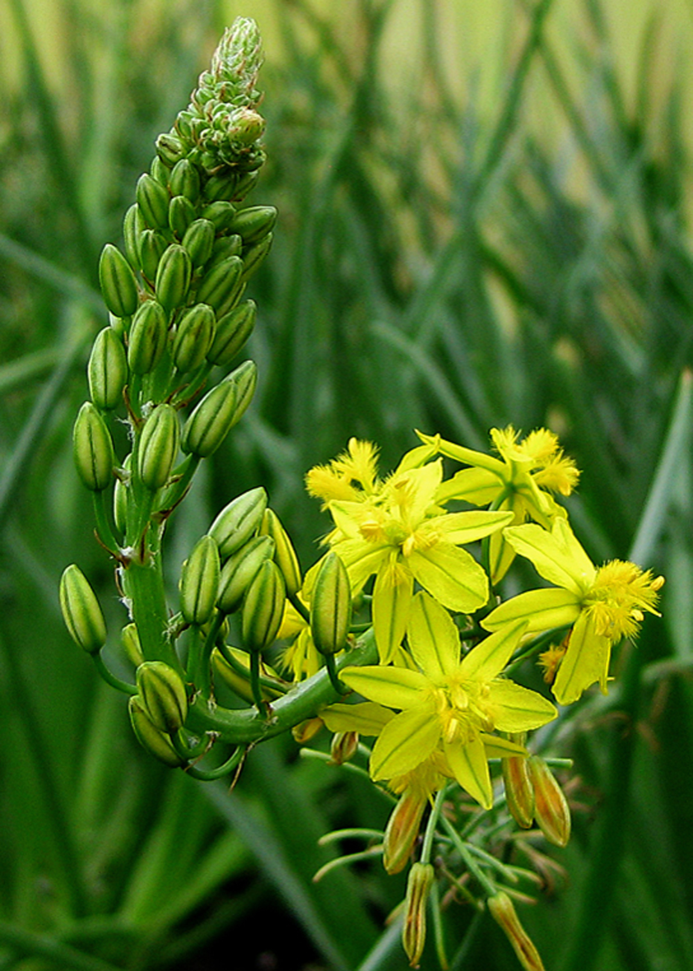 5 x 7 Bulbine Frutescens Greeting Card