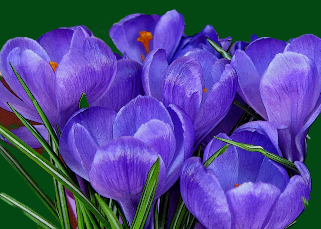 5 X 7 Purple Crocus Flowers Greeting Card