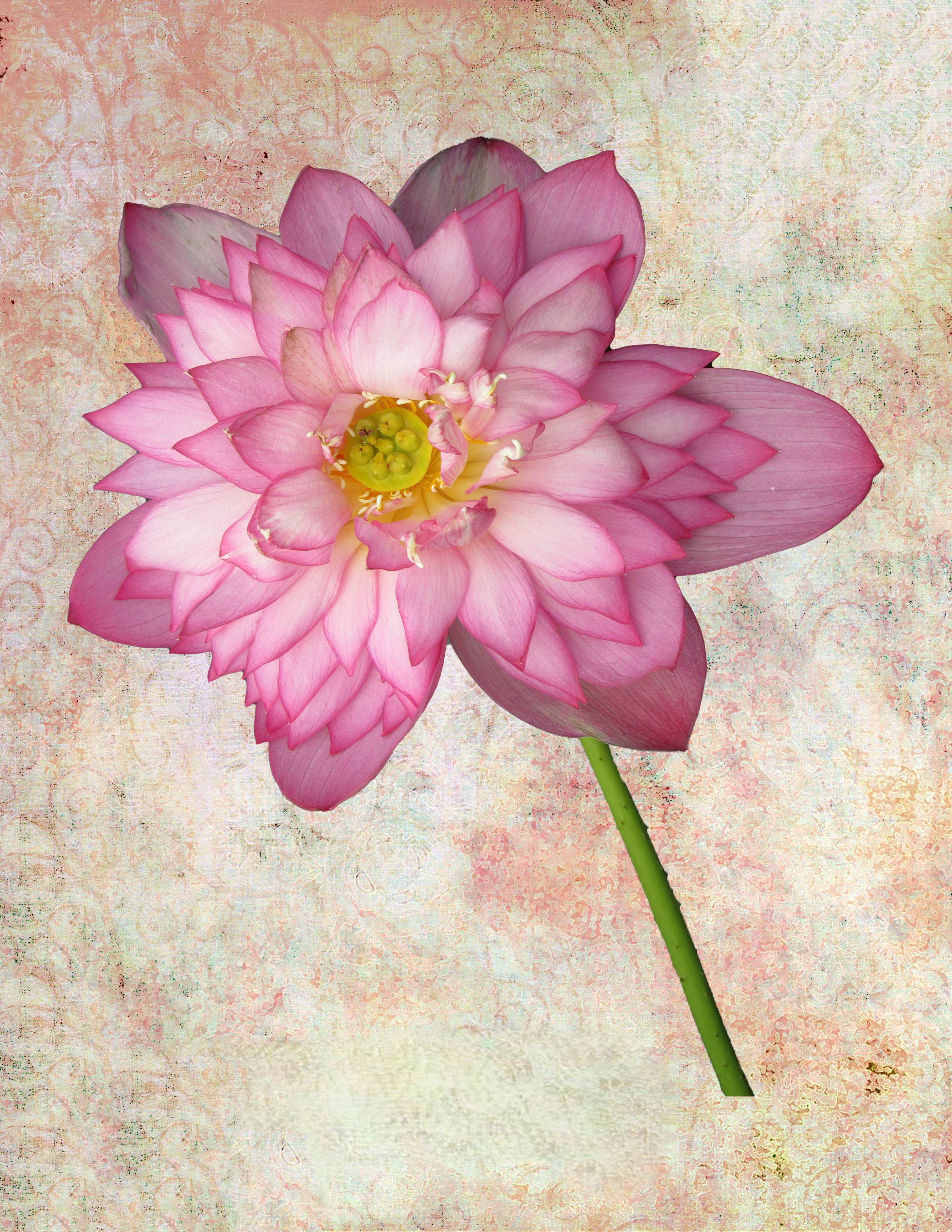 5 X7 Pink Lotus Flower Greeting Card