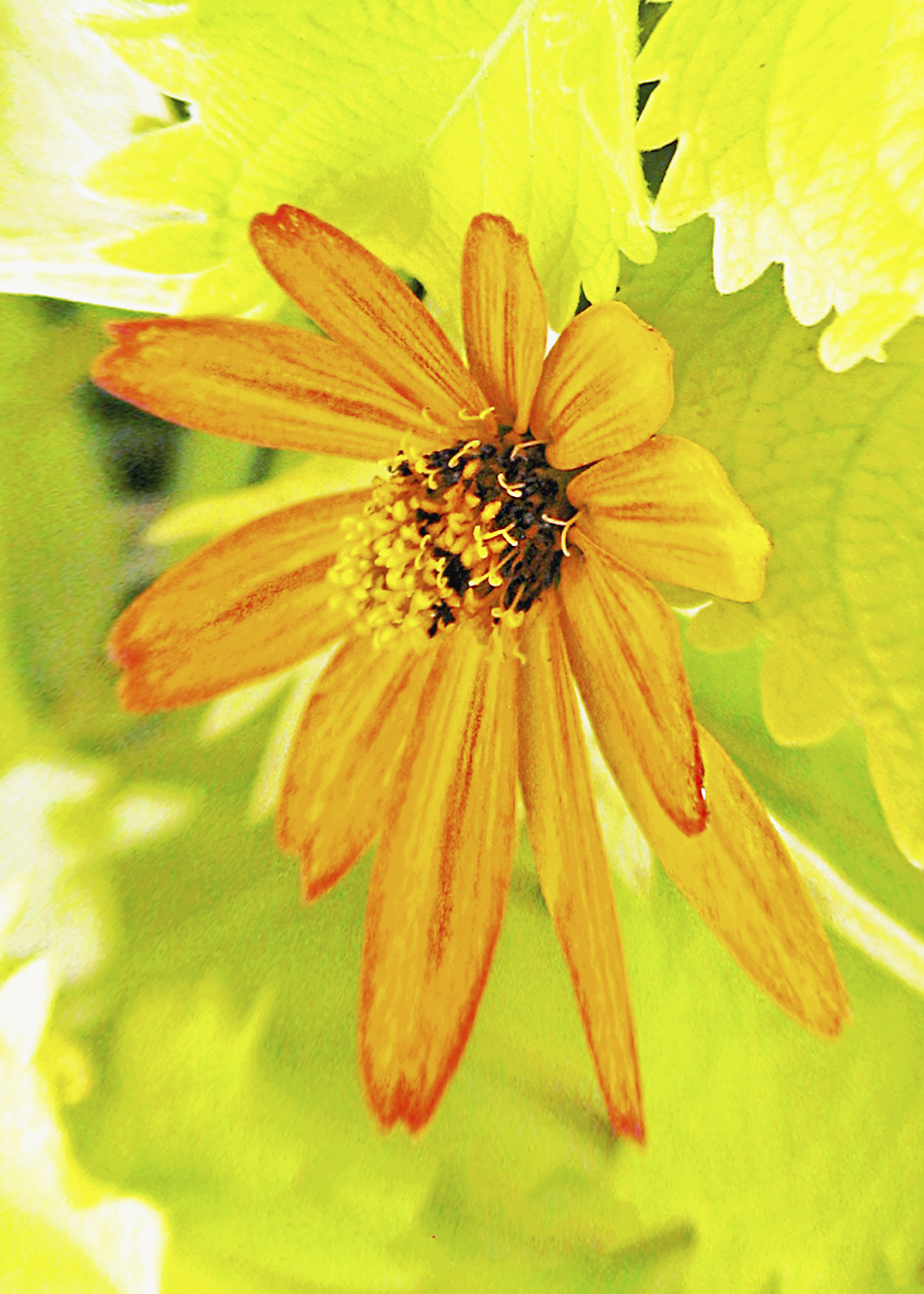 5 X 7 Purple Crocus Flowers Greeting Card