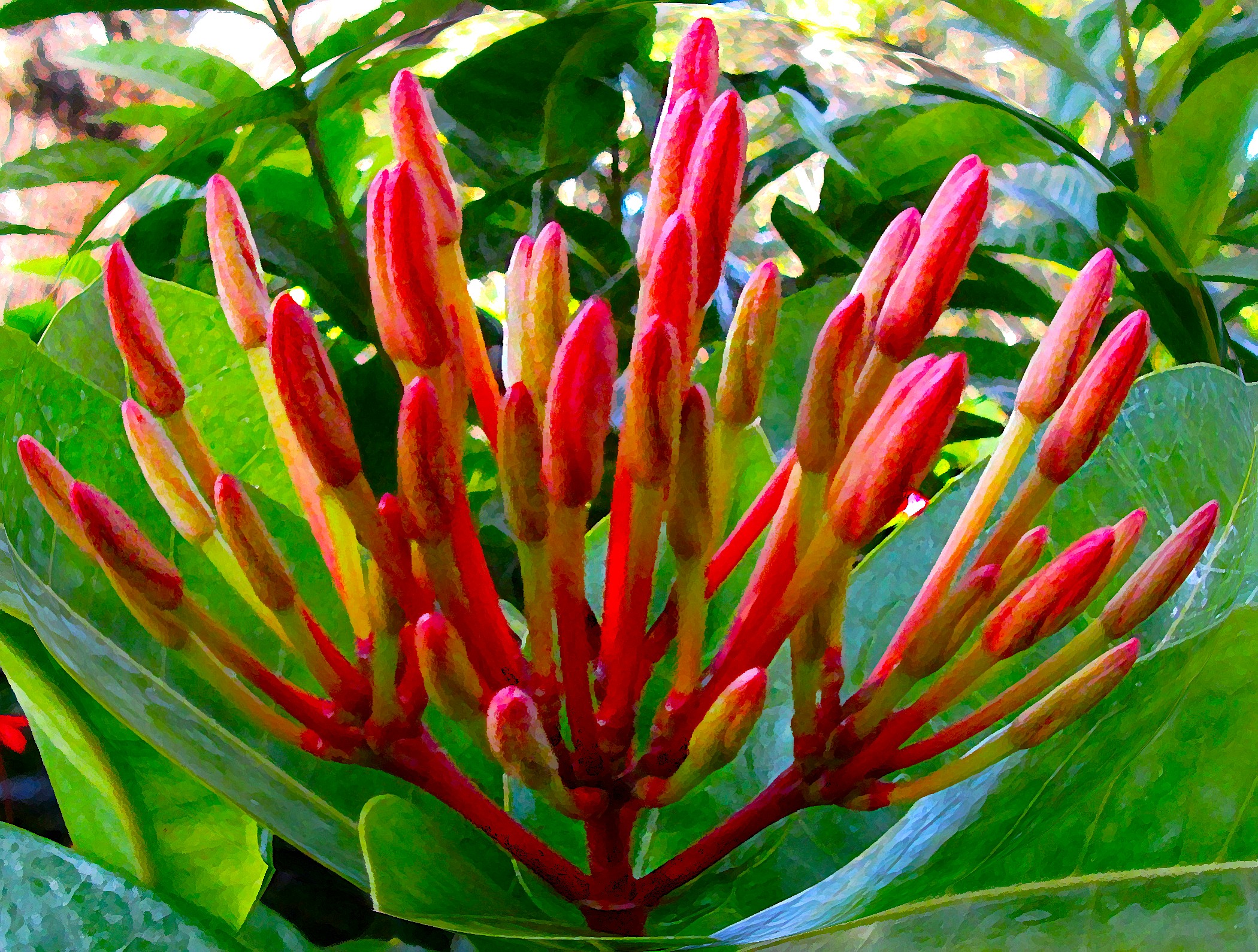 5 X 7 Ixora Flower Holiday Greeting Card 