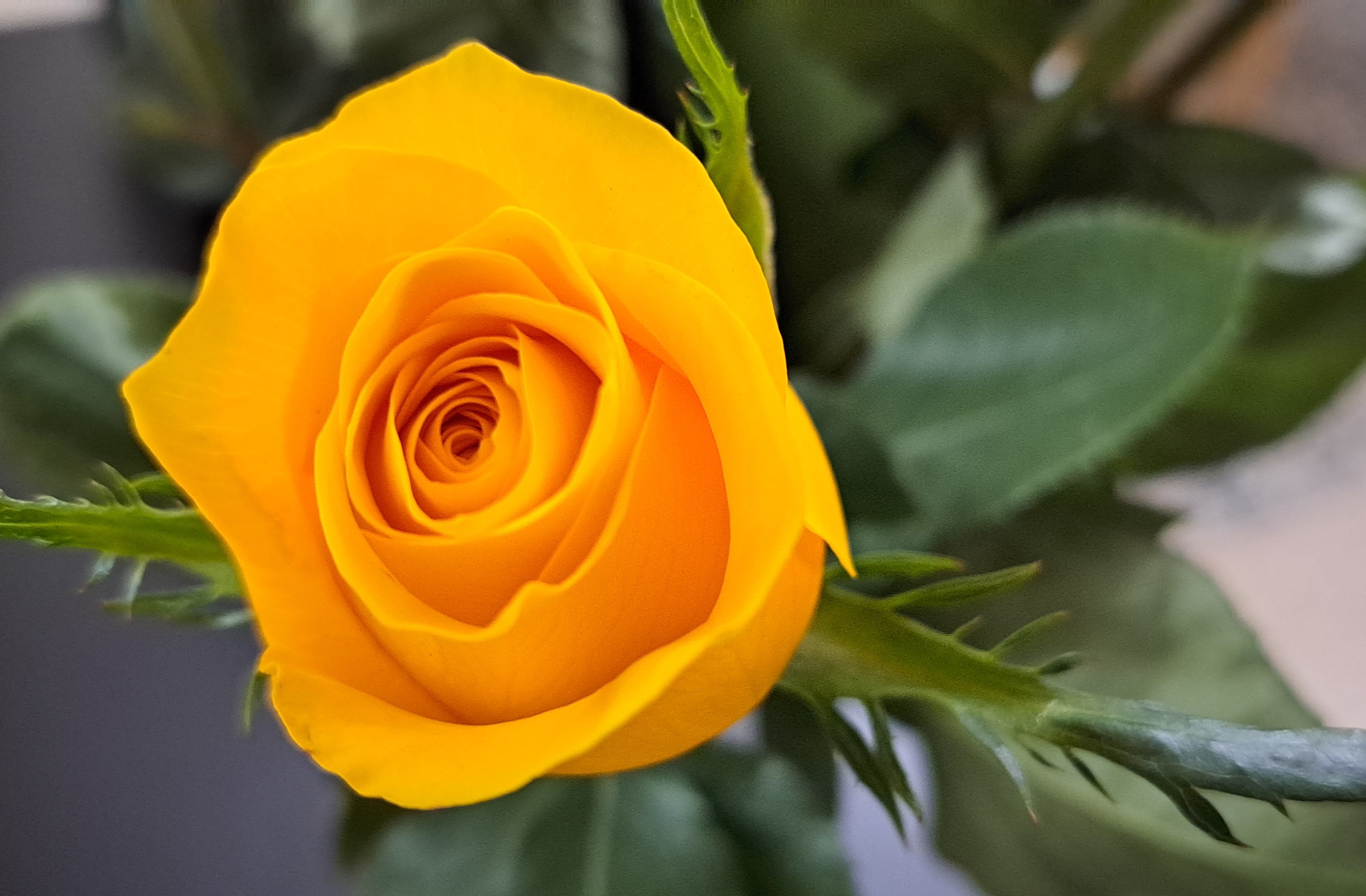 5 X 7 Purple Crocus Flowers Greeting Card