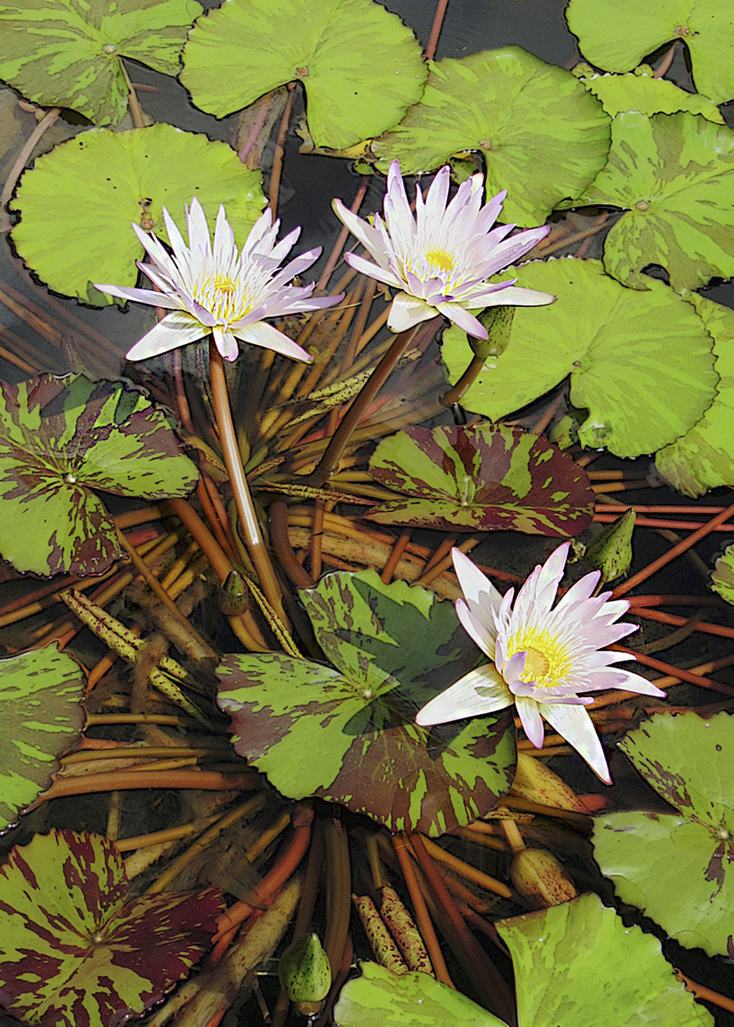 5x7 Water Lily Plant Greeting Card