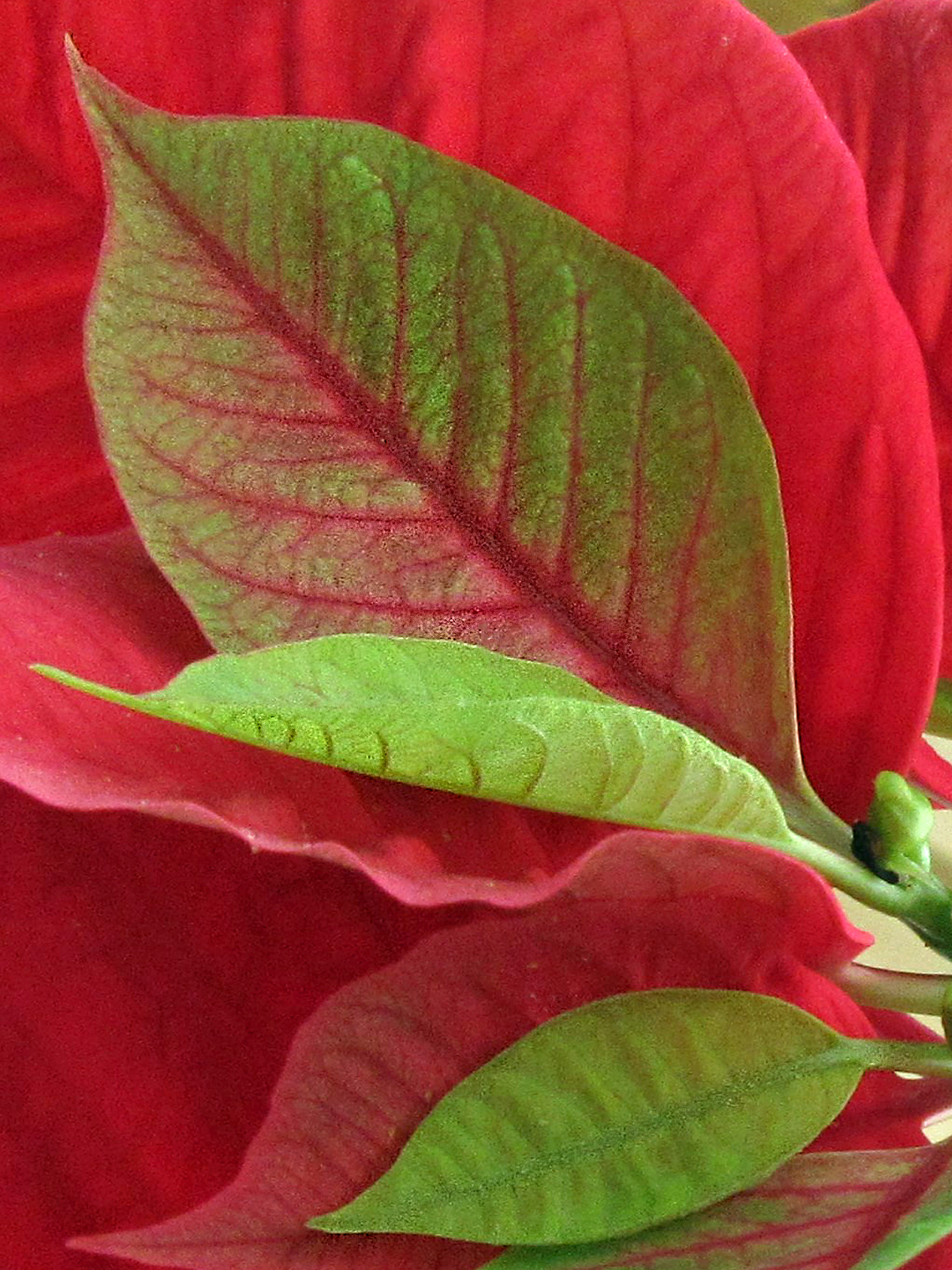 5 X 7 Poinsettia Holiday Greeting Card