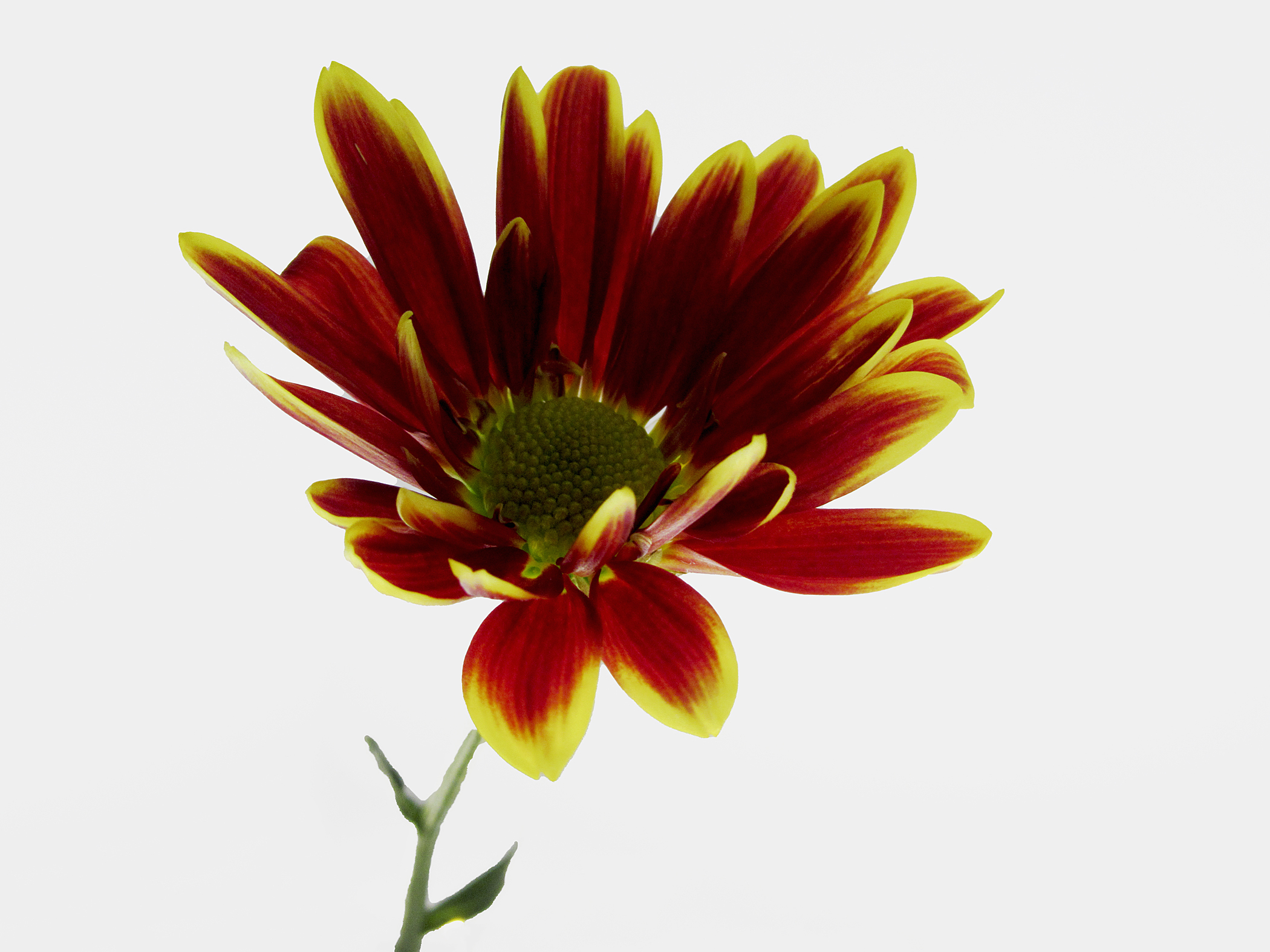 5 X 7 Red and Yellow Chrysanthemum Greeting Card