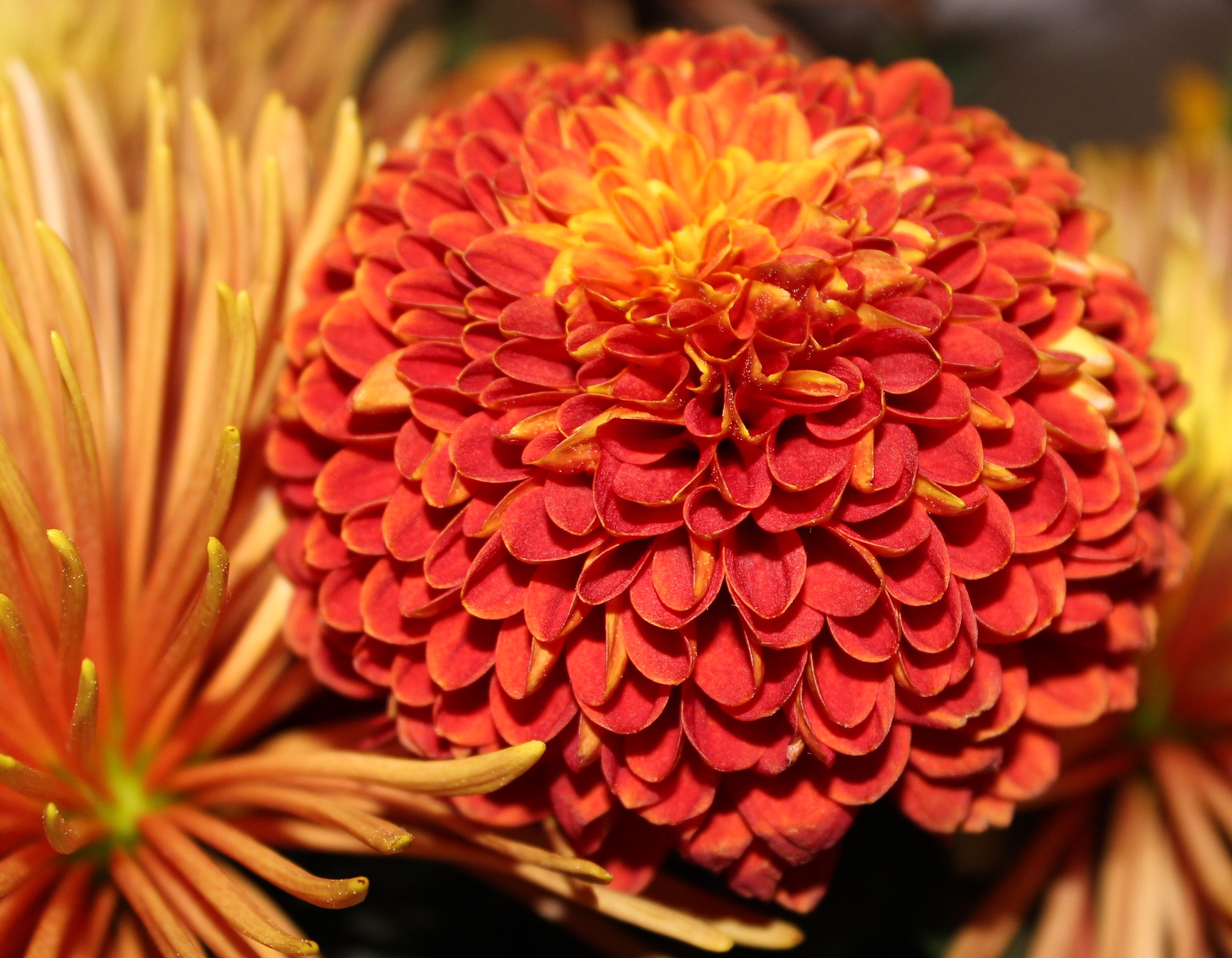 5 X 7 Chrysanthemum Flower Holiday Card