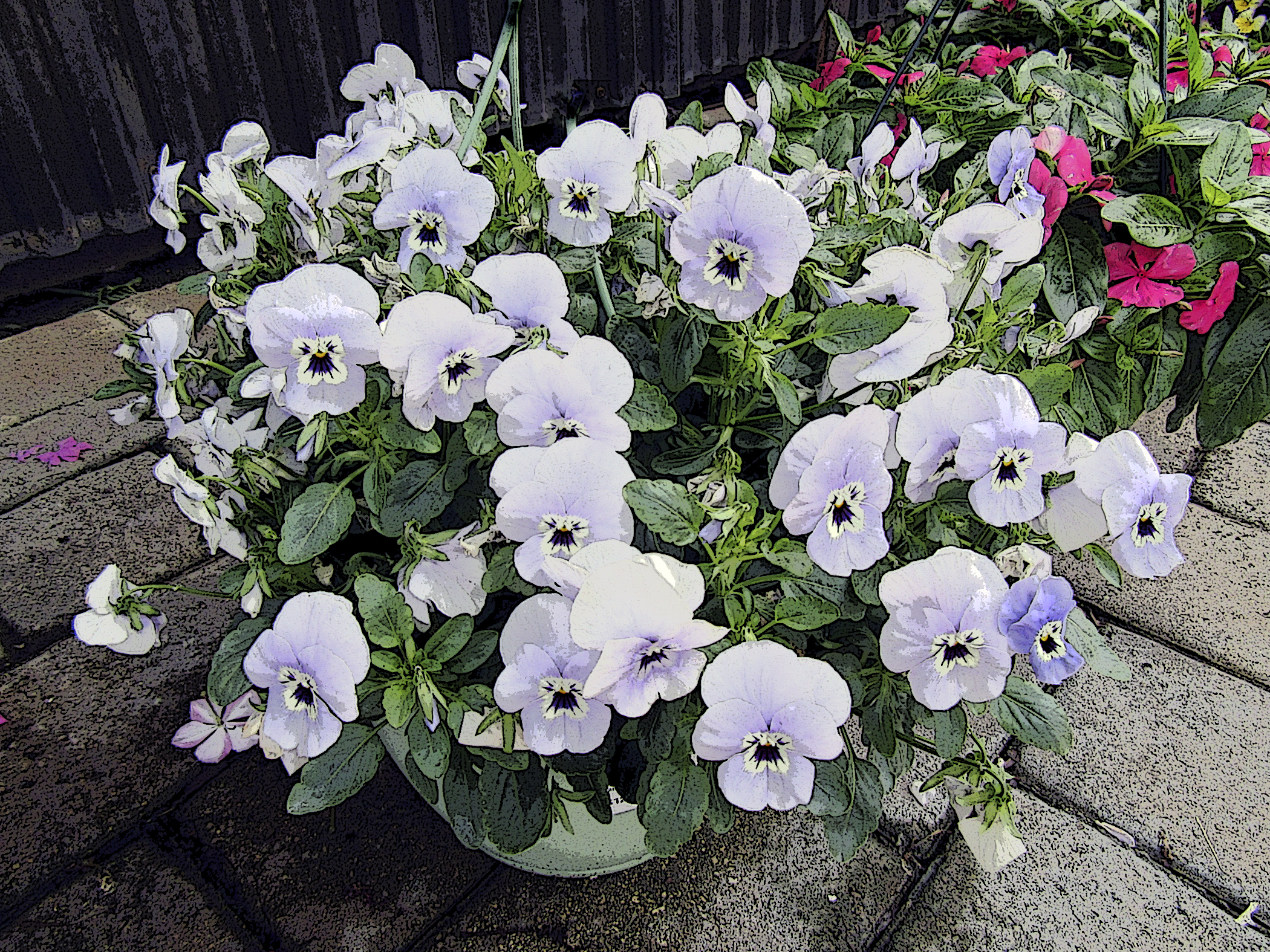 5 X 7 White Pansy Flowers Greeting Card