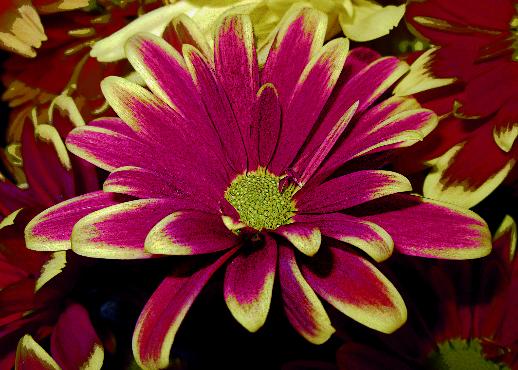 5 X 7 Red-Yellow Daisy Holiday Card