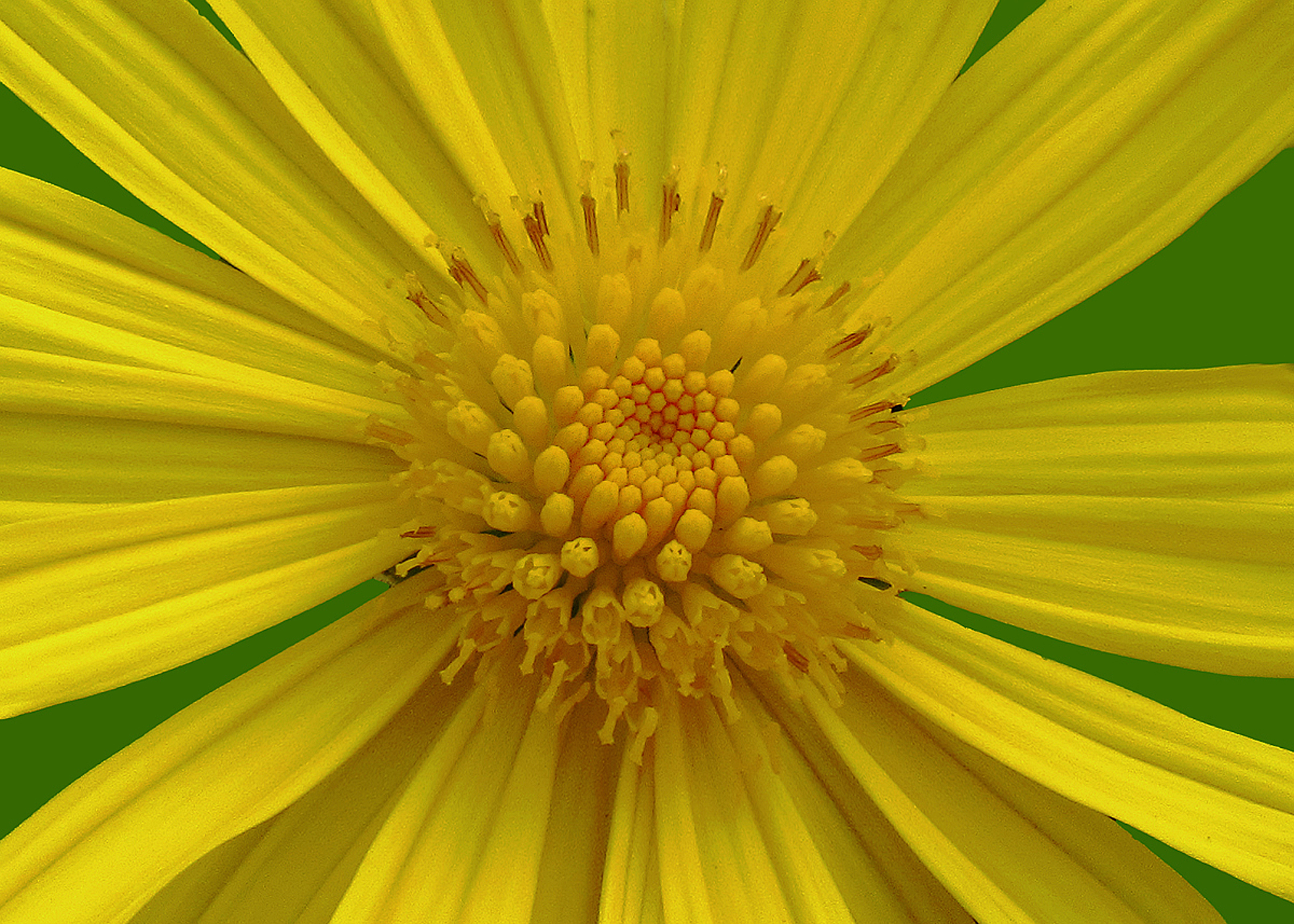 5 X 7 Yellow Daisy Flower Greeting Card