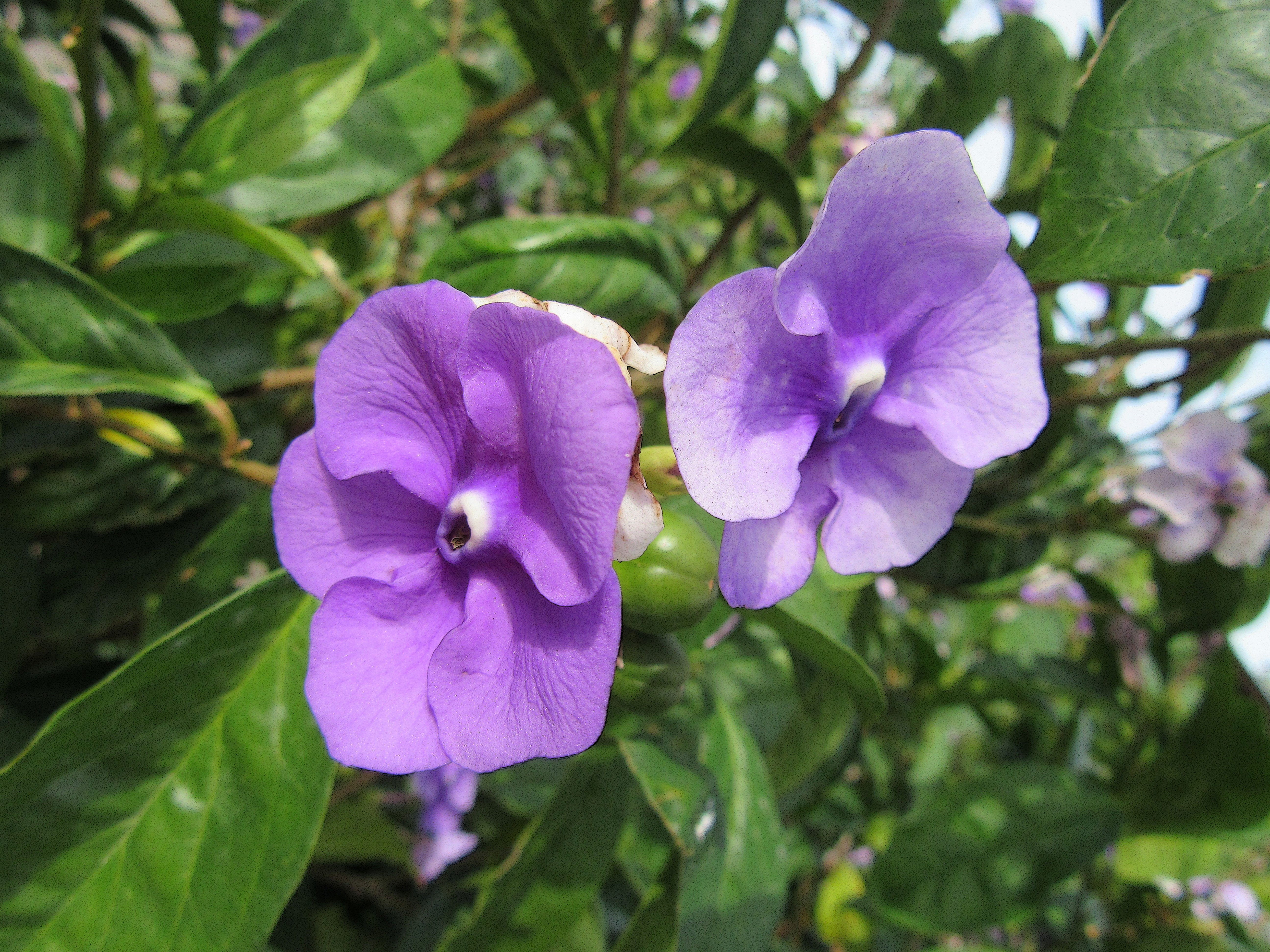 Brunfelsia Floral Greeting Card