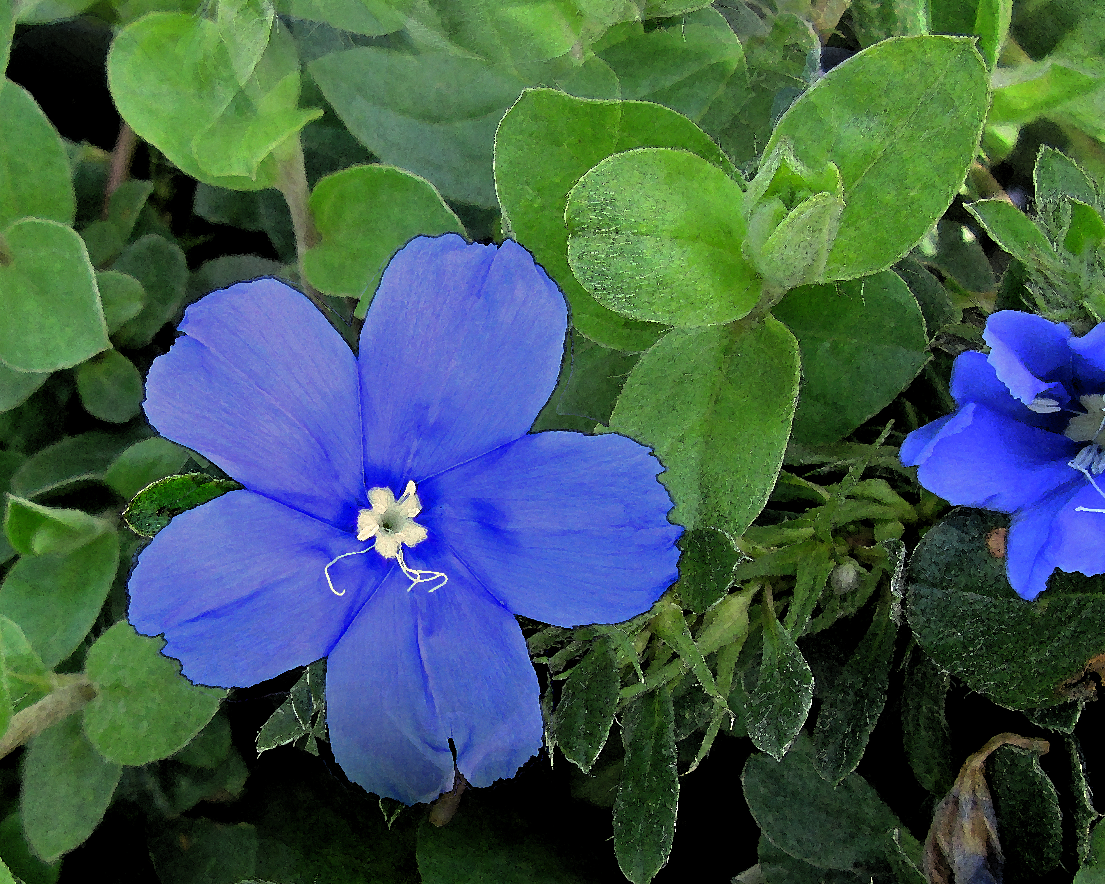 5 X 7 Blue flower Greeting Card