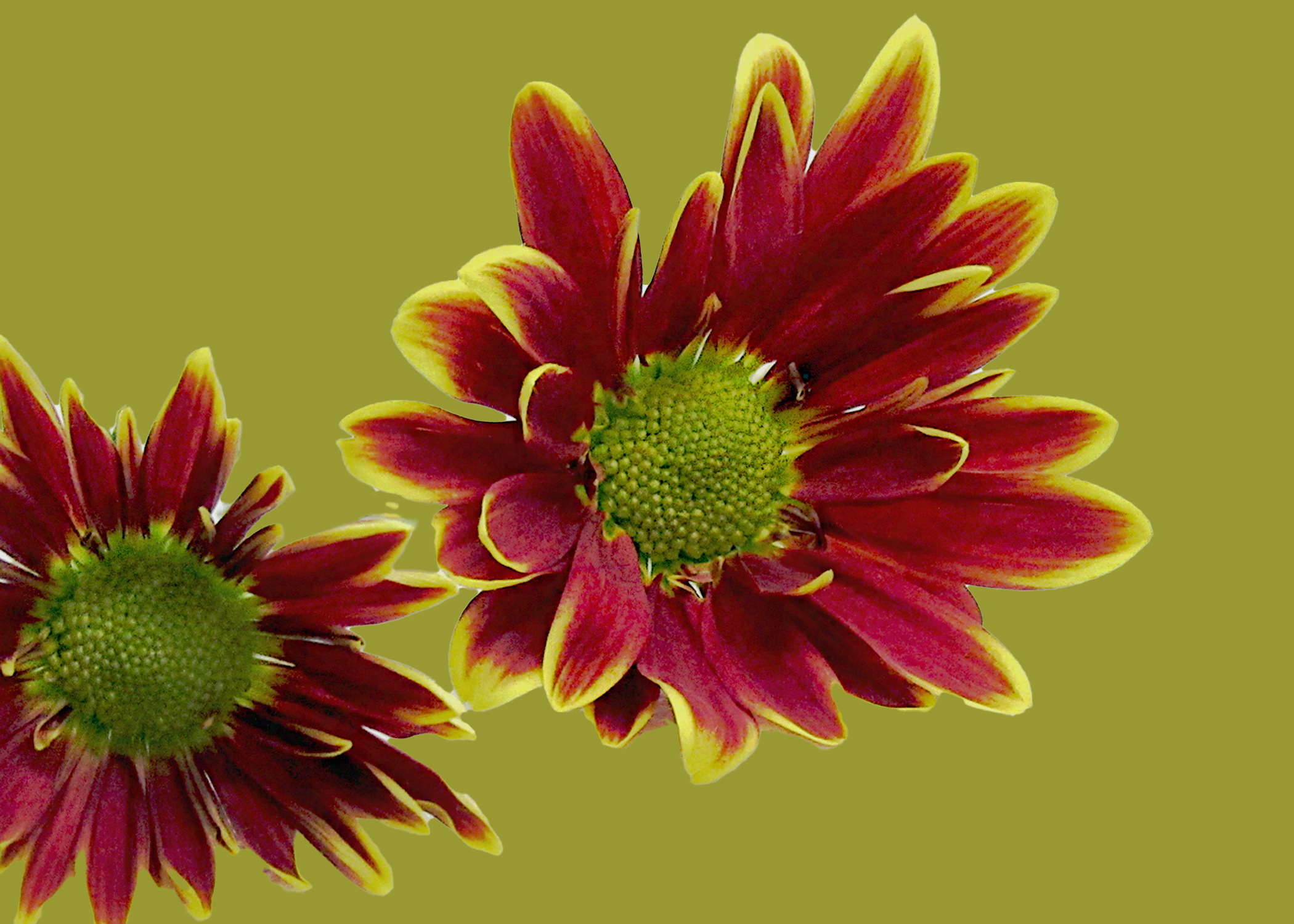 5 X 7 Red and Yellow Chrysanthemum Greeting Card