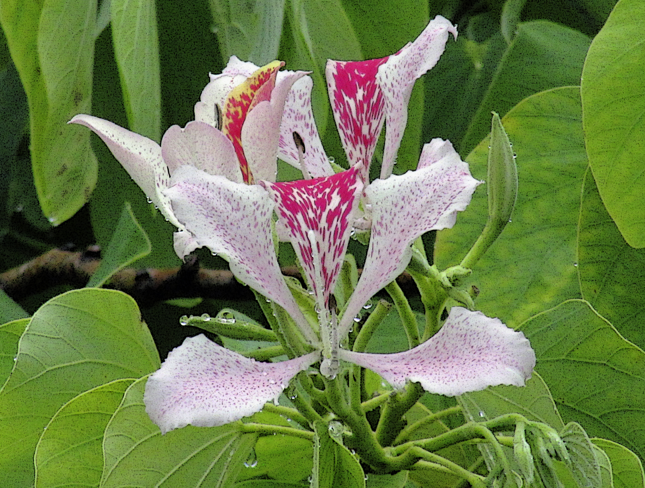 5 X 7 Orchid Tree Flower Greeting Card