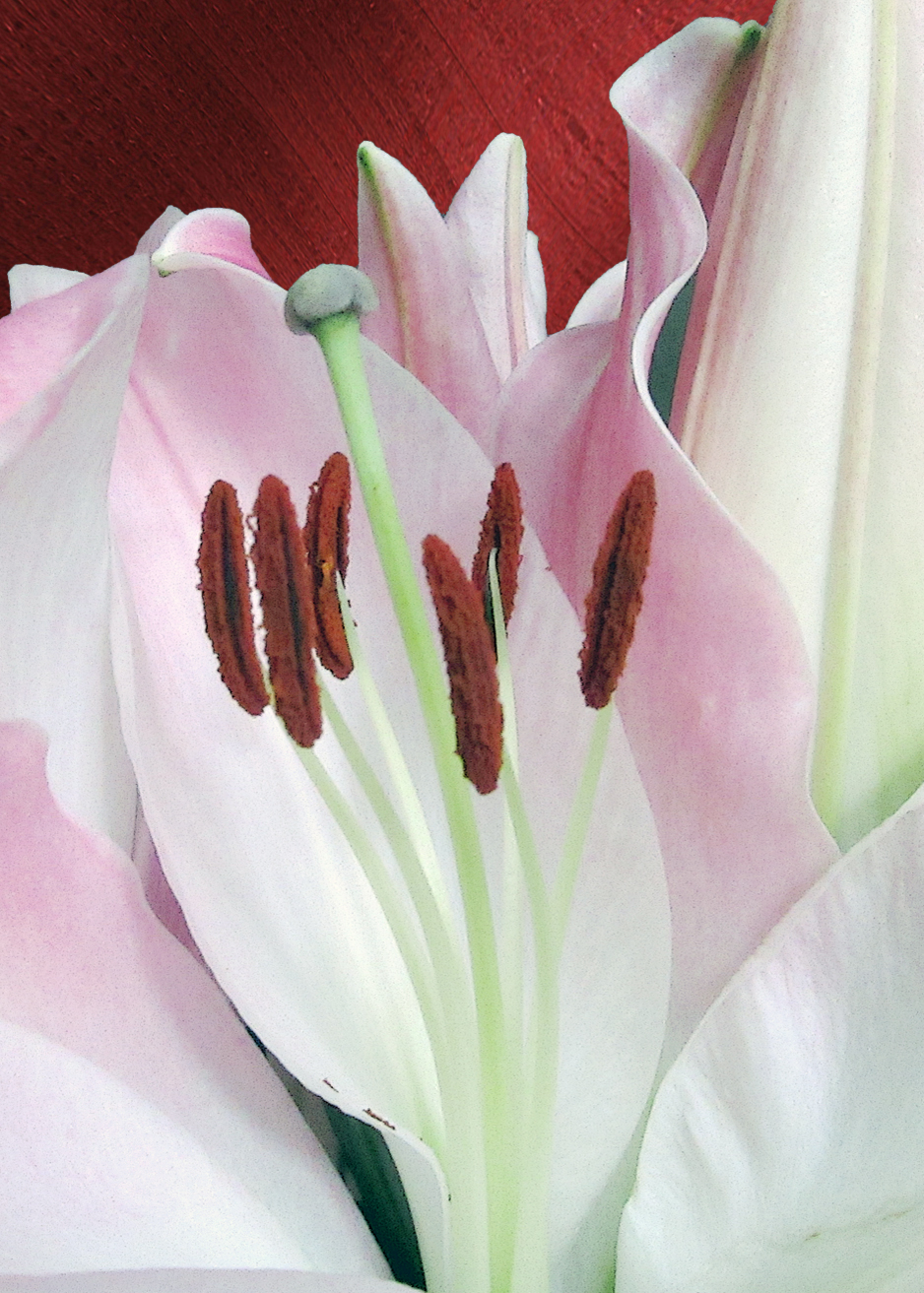 5 x 7 Fresh Pink Lily Greeting Card