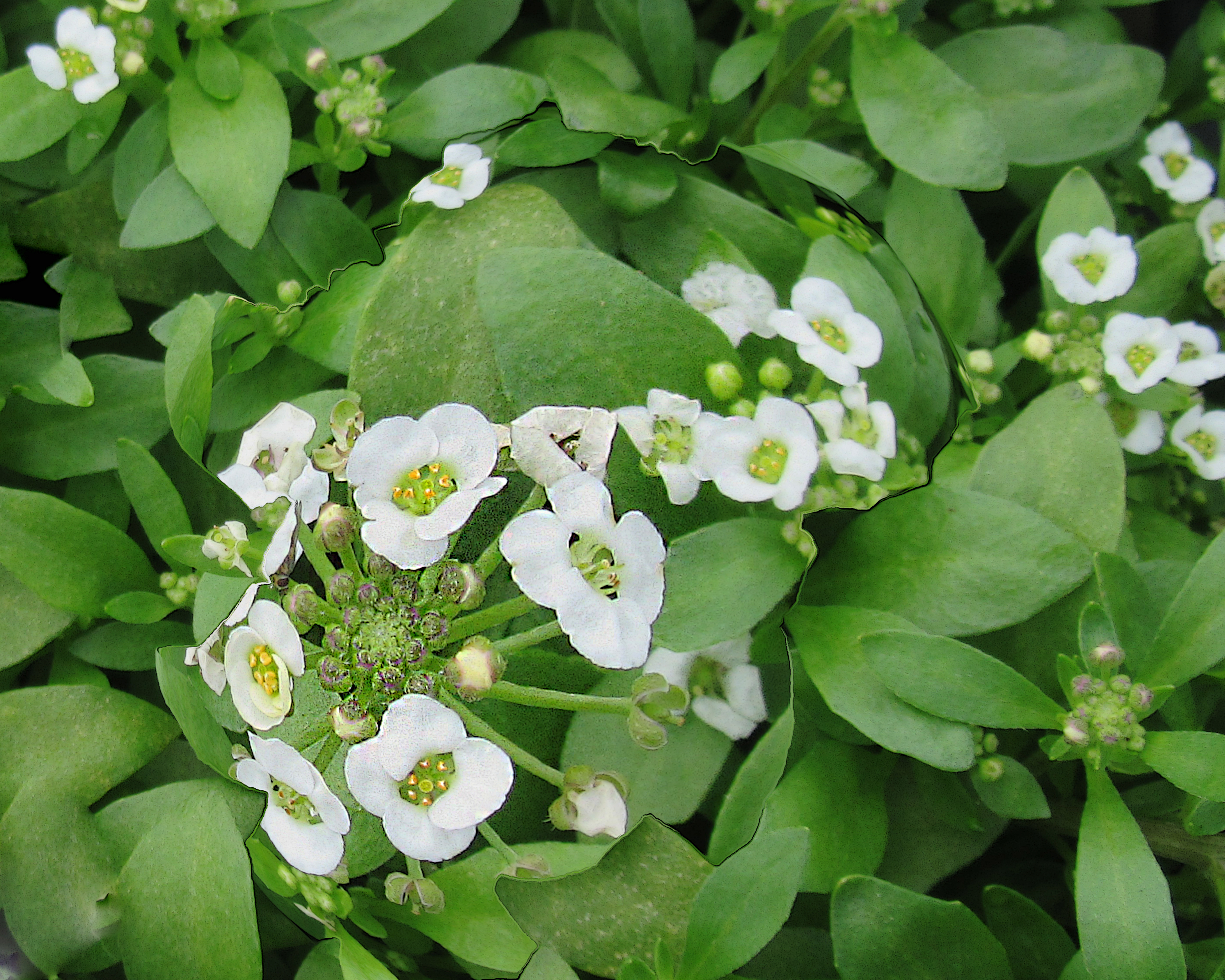 5 X 7 Sweet Alyssum Flowers Greeting Card