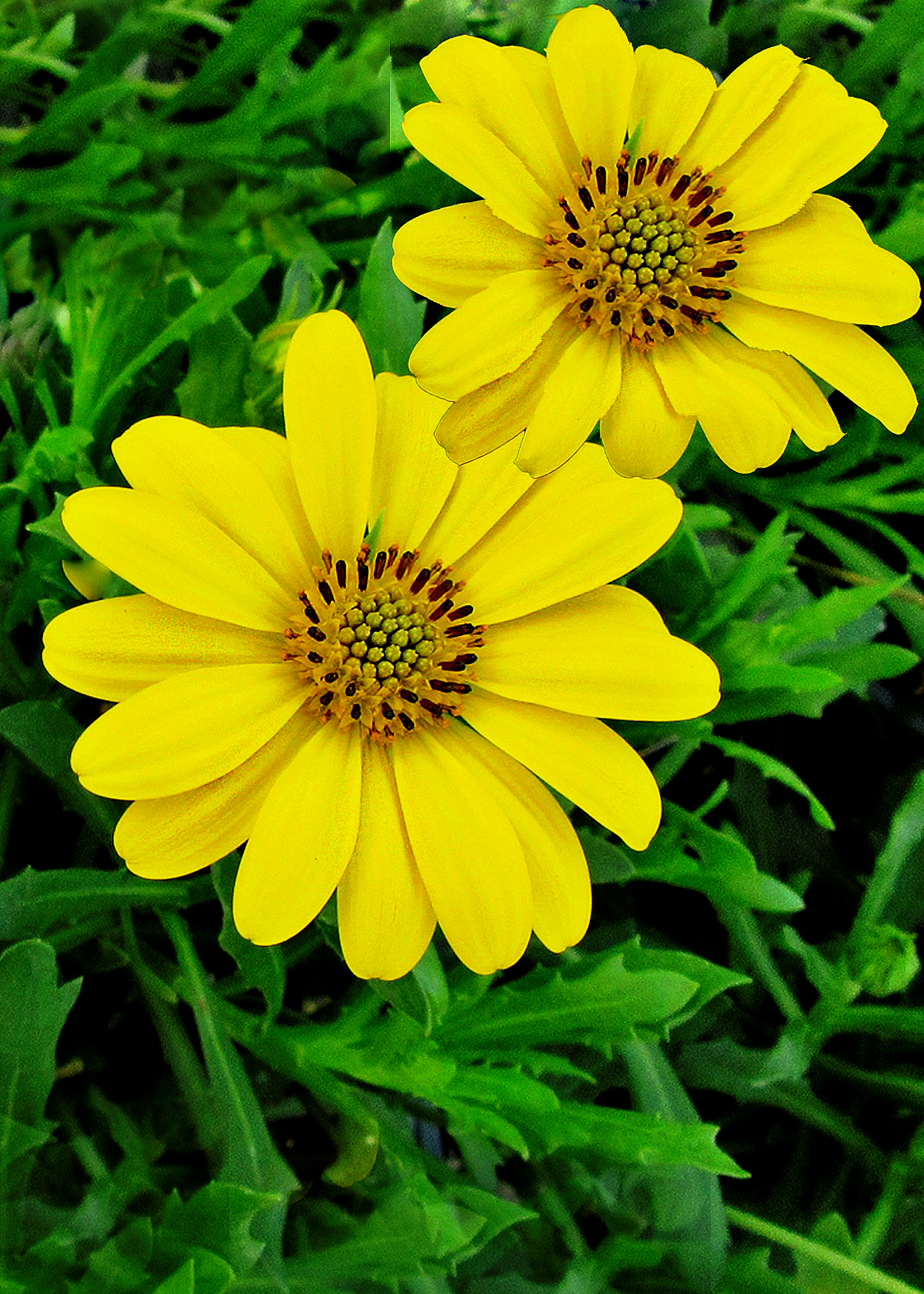 5 X 7 Bright Yellow Daisies Greeting Card