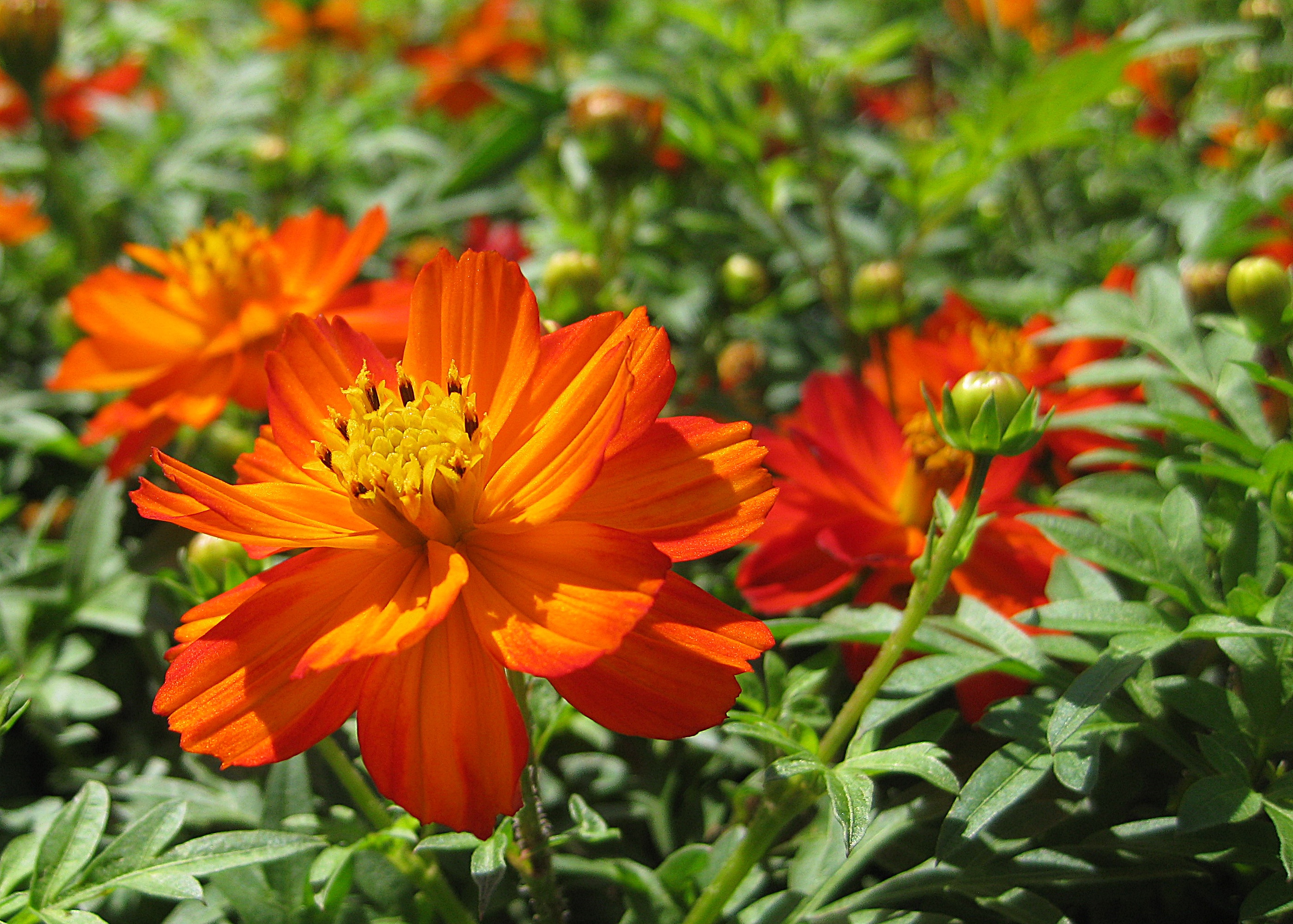 Pink Alstroemeria Floral Greeting Card
