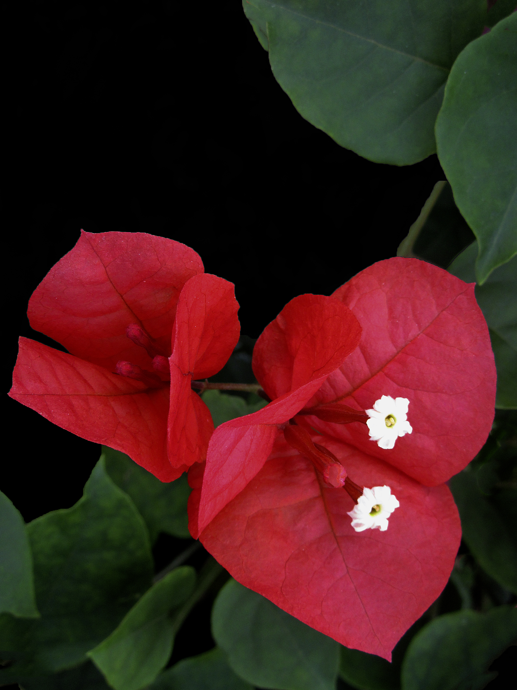5 X 7 Bougainvillea Holiday Greeting Card