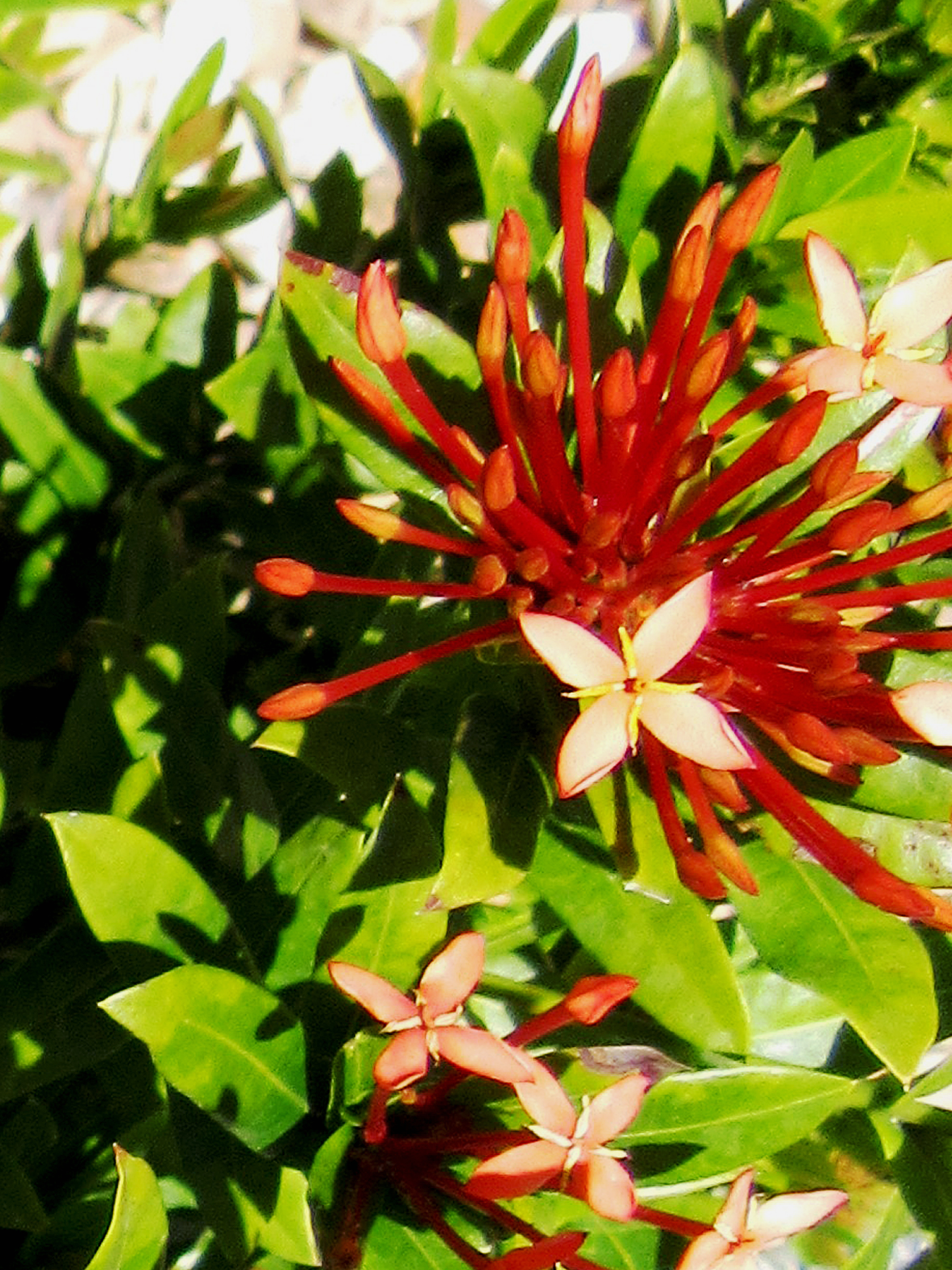 Red Ixora Floral Holiday Greeting Card